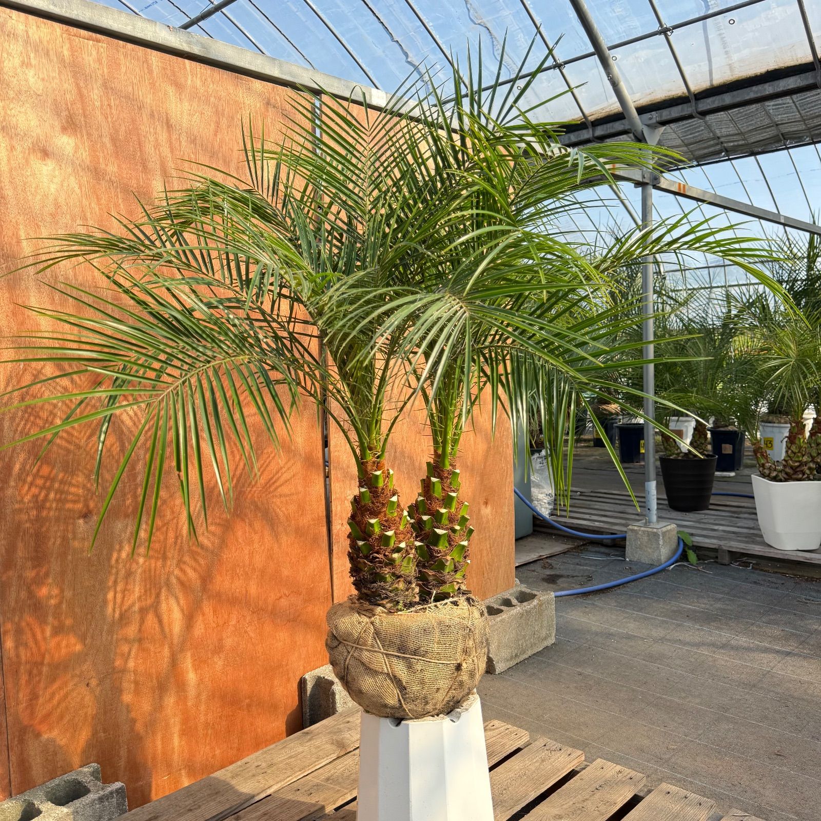 限定株】フェニックス・ロベレニー🌴 2本立ち 希少な極太幹✨ 葉先約