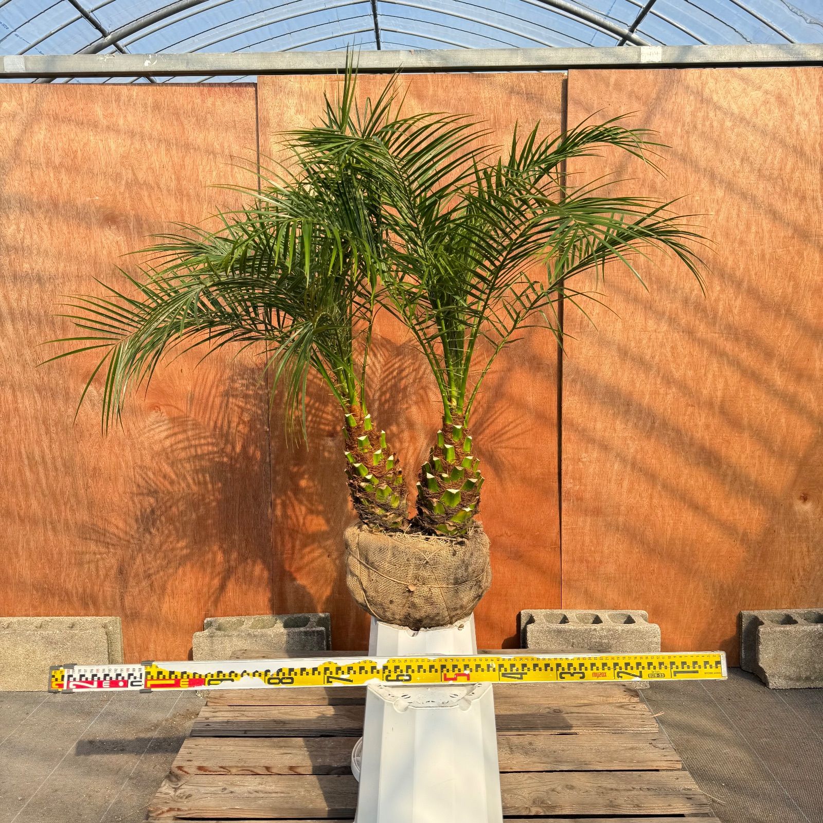 ベ*ル様 フェニックス・ロベレニー 2本立ち 葉先110cm 希少株 限定株】フェニックス・ロベレニー🌴 2本立ち 希少な極太幹✨ 葉先約