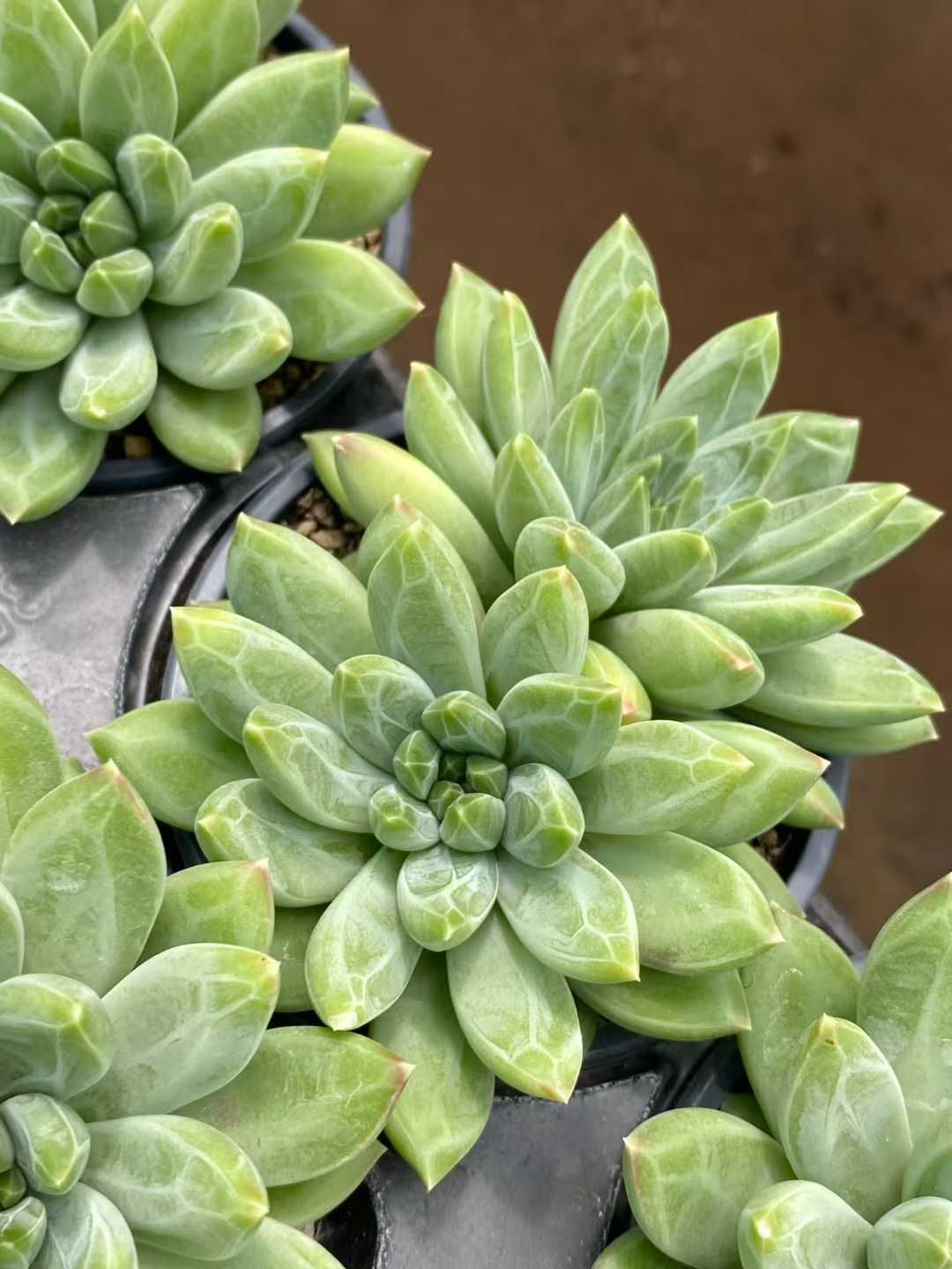 24株の抜き苗セット】グリーンフラワー 多肉植物 佐川急便発送