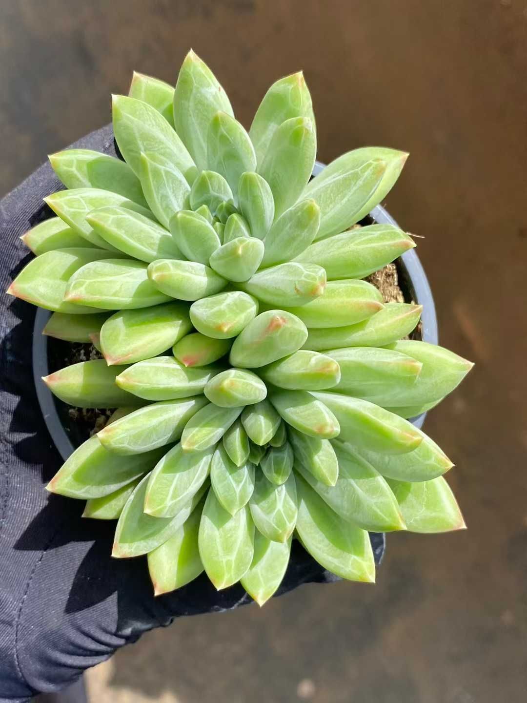 24株の抜き苗セット】グリーンフラワー 多肉植物 佐川急便発送