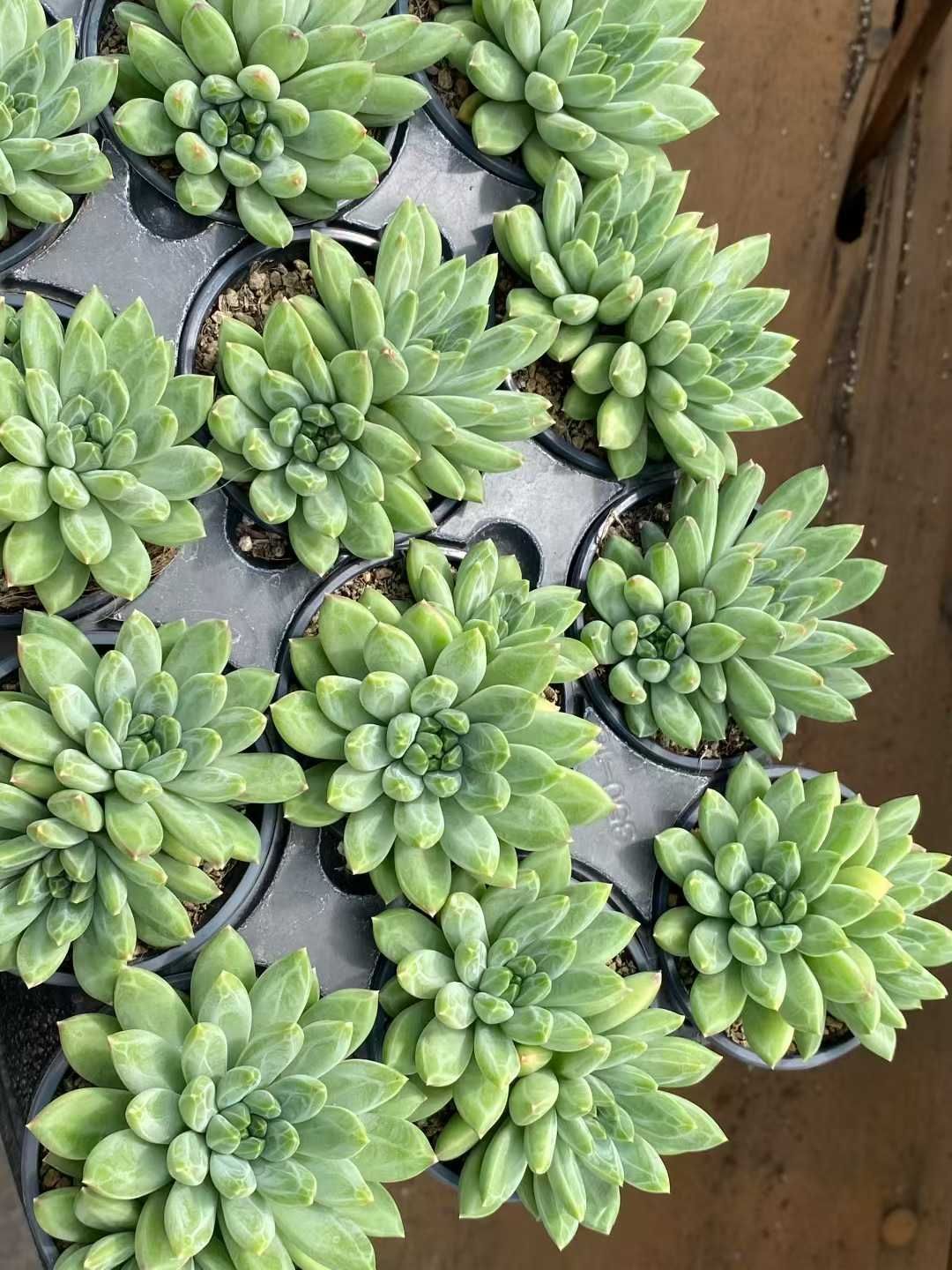 24株の抜き苗セット】グリーンフラワー 多肉植物 佐川急便発送