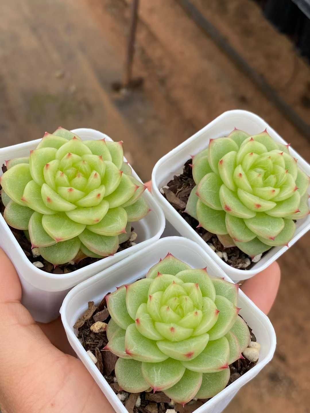 12株の抜き苗セット】ジェニー（レッドポイント） 多肉植物 佐川急便