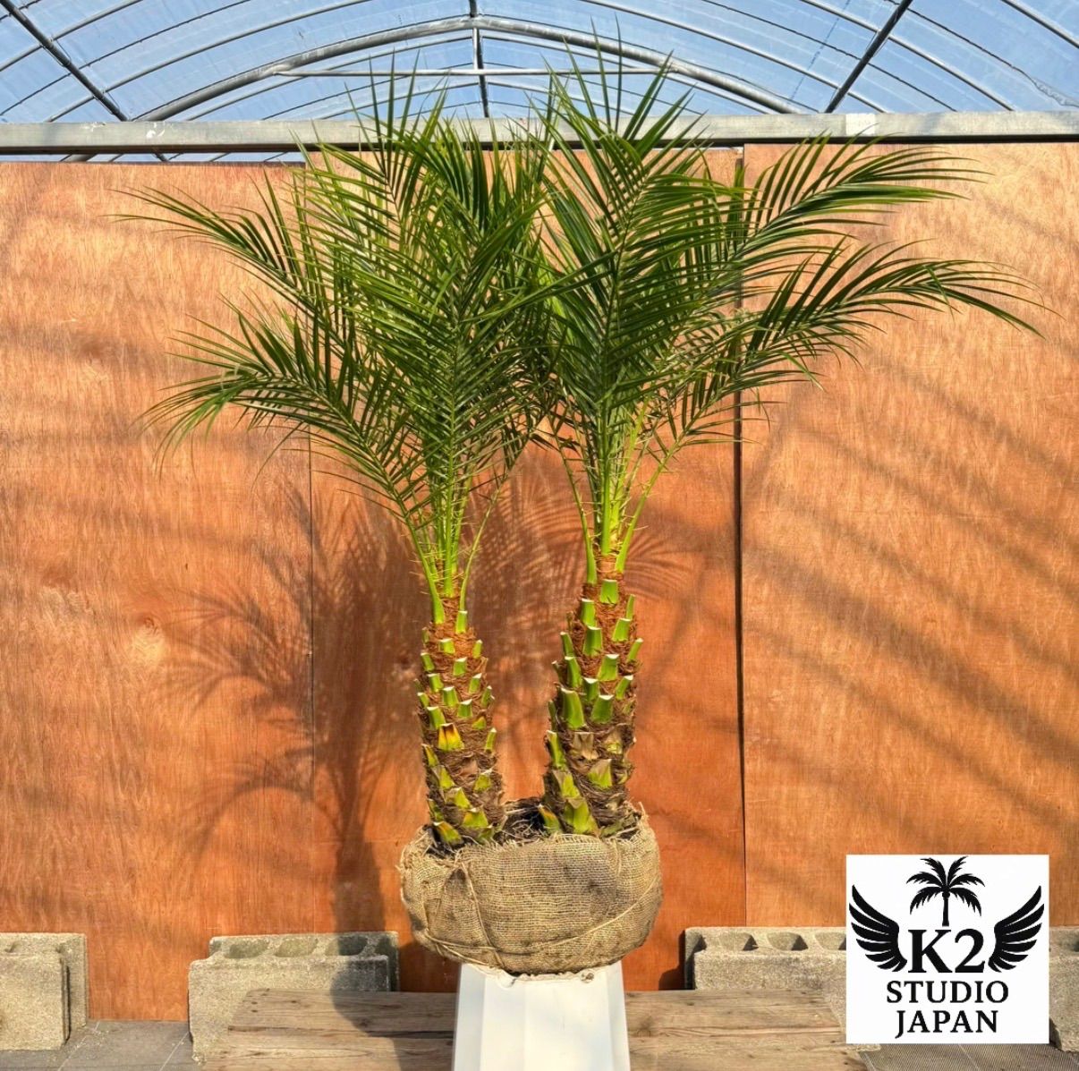 限定株】フェニックス・ロベレニー🌴 2本立ち 希少な極太幹✨ 葉先約