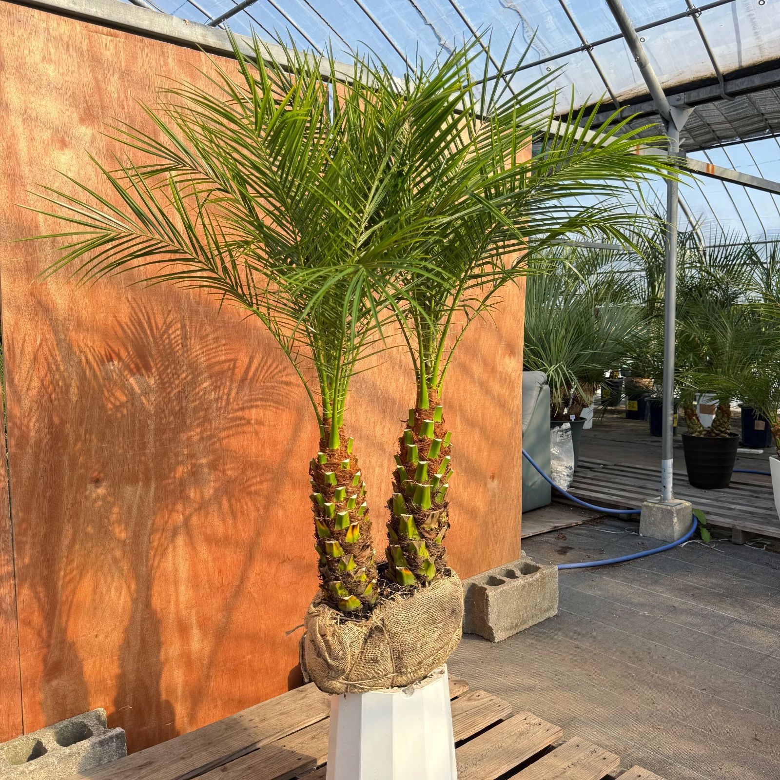 限定株】フェニックス・ロベレニー🌴 2本立ち 希少な極太幹✨ 葉先約