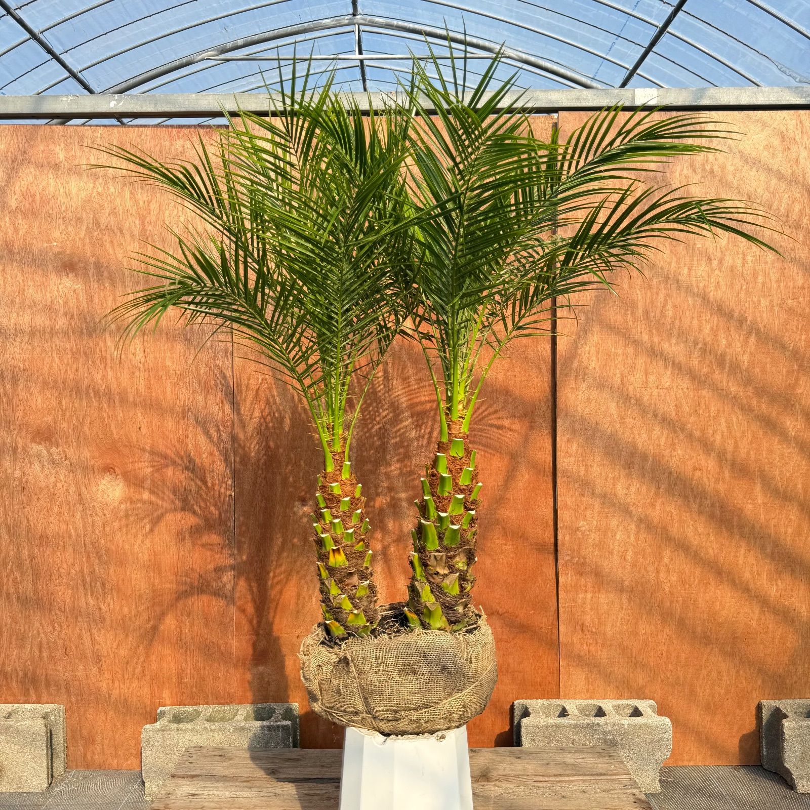 限定株】フェニックス・ロベレニー🌴 2本立ち 希少な極太幹✨ 葉先約