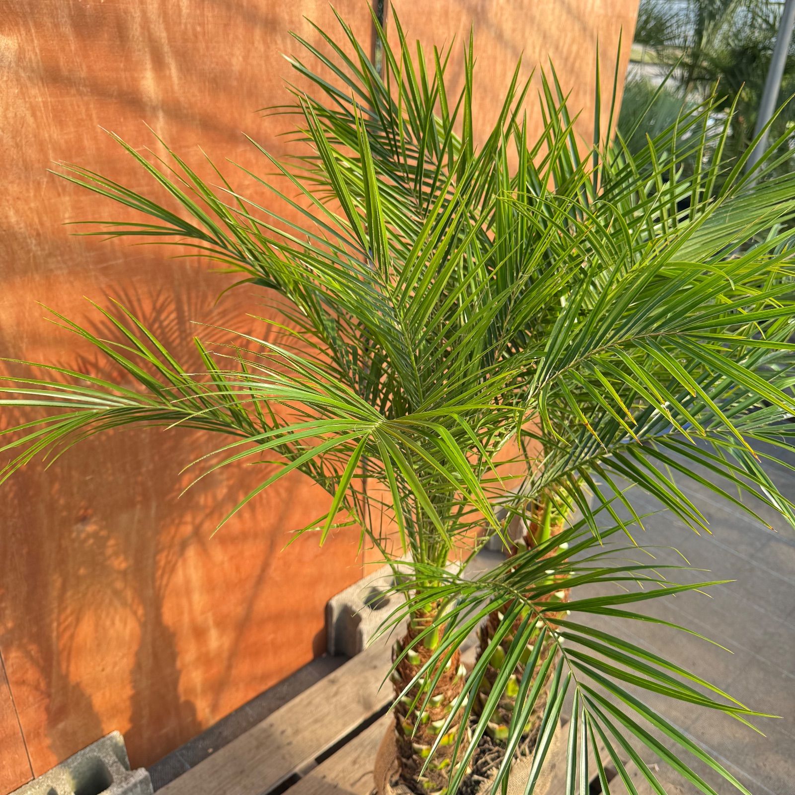 限定株】フェニックス・ロベレニー🌴 2本立ち 希少な極太幹✨ 葉先約