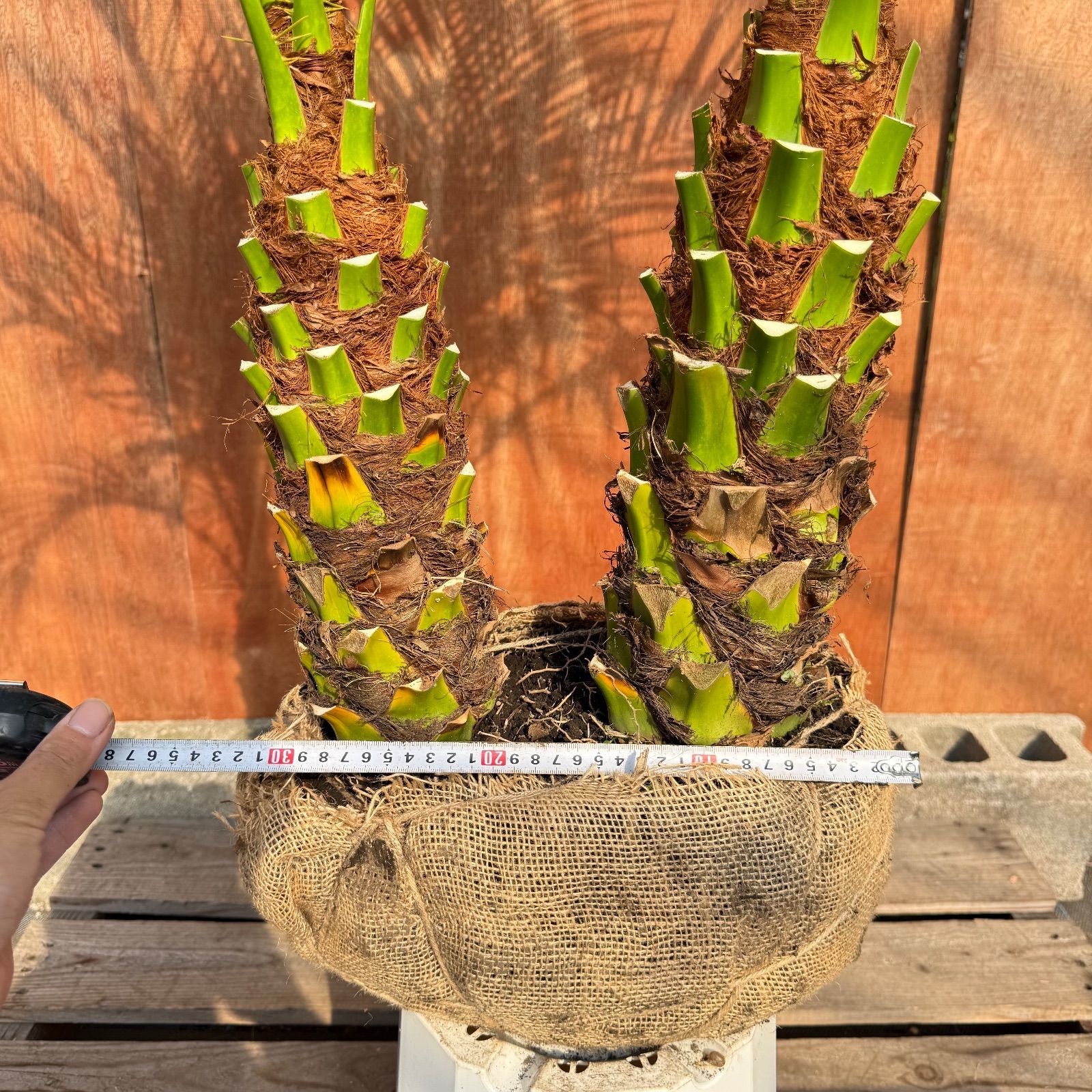 限定株】フェニックス・ロベレニー🌴 2本立ち 希少な極太幹✨ 葉先約