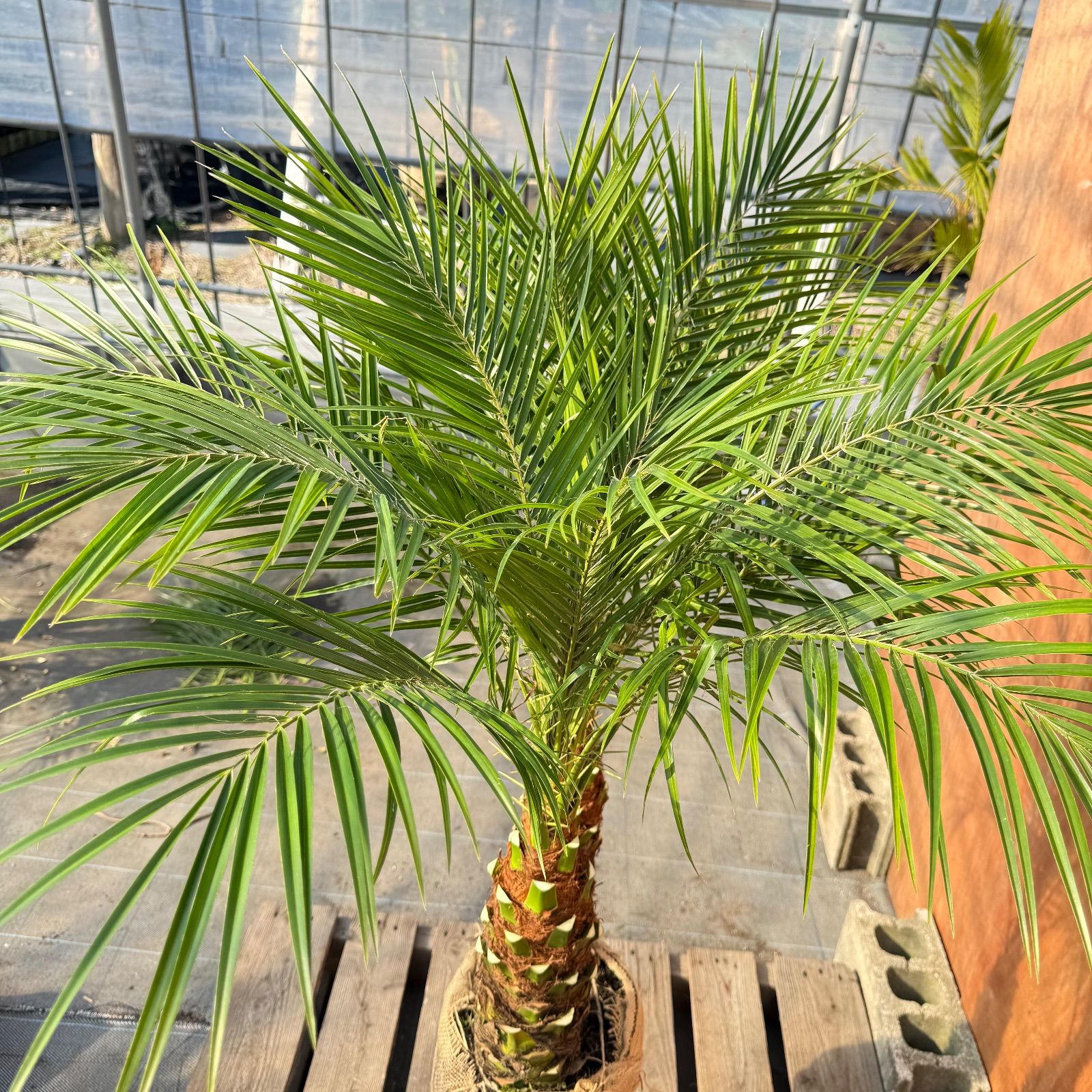 限定株】フェニックス・ロベレニー🌴 2本立ち 希少な極太幹✨ 葉先約