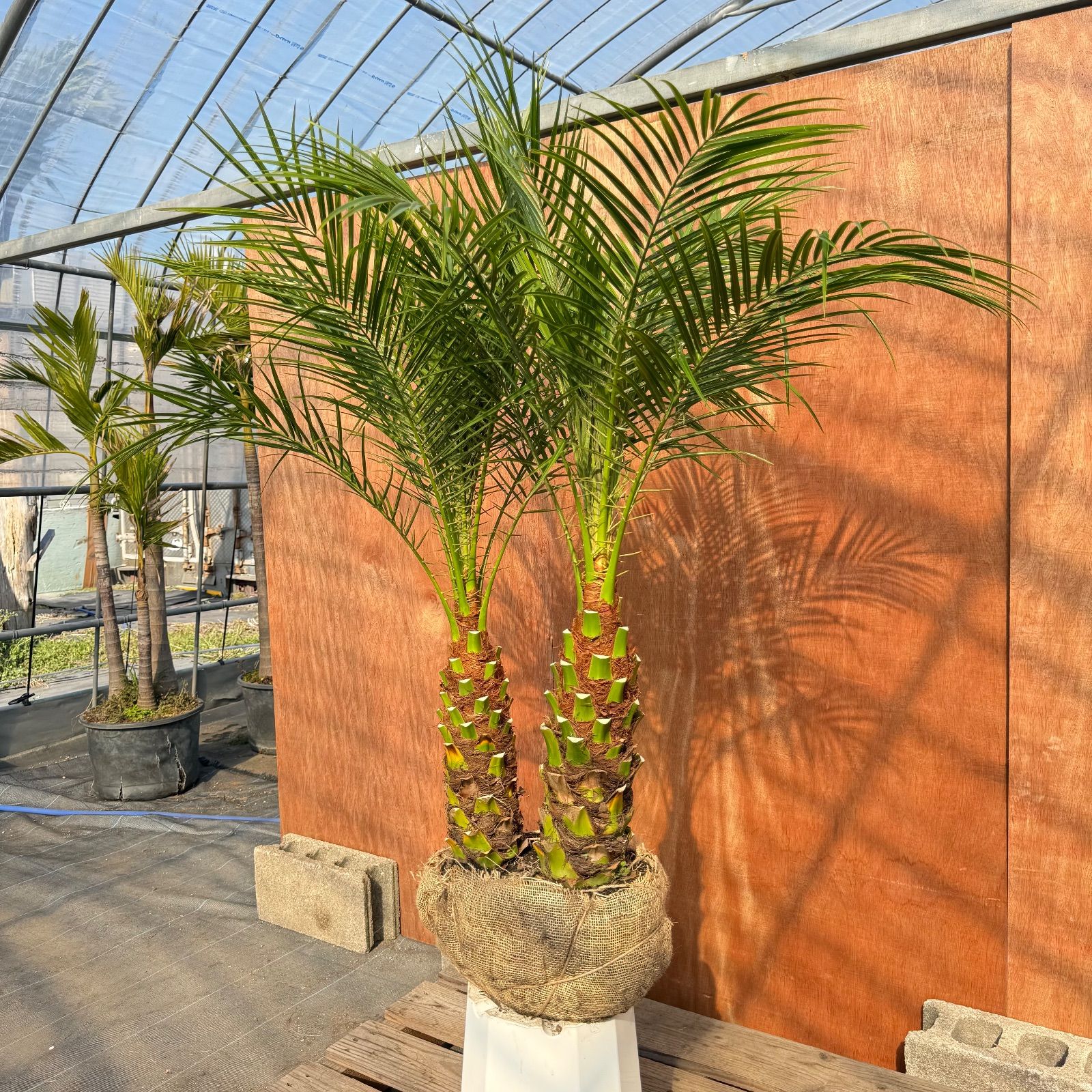 限定株】フェニックス・ロベレニー🌴 2本立ち 希少な極太幹✨ 葉先約