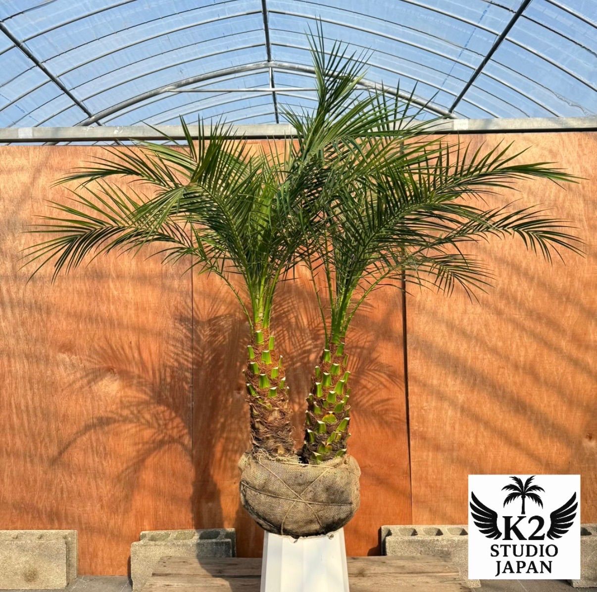 限定株】フェニックス・ロベレニー🌴 2本立ち 希少な極太幹✨ 葉先約