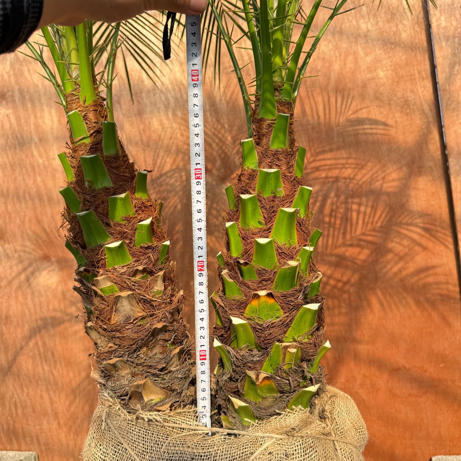 限定株】フェニックス・ロベレニー🌴 2本立ち 希少な極太幹✨ 葉先約