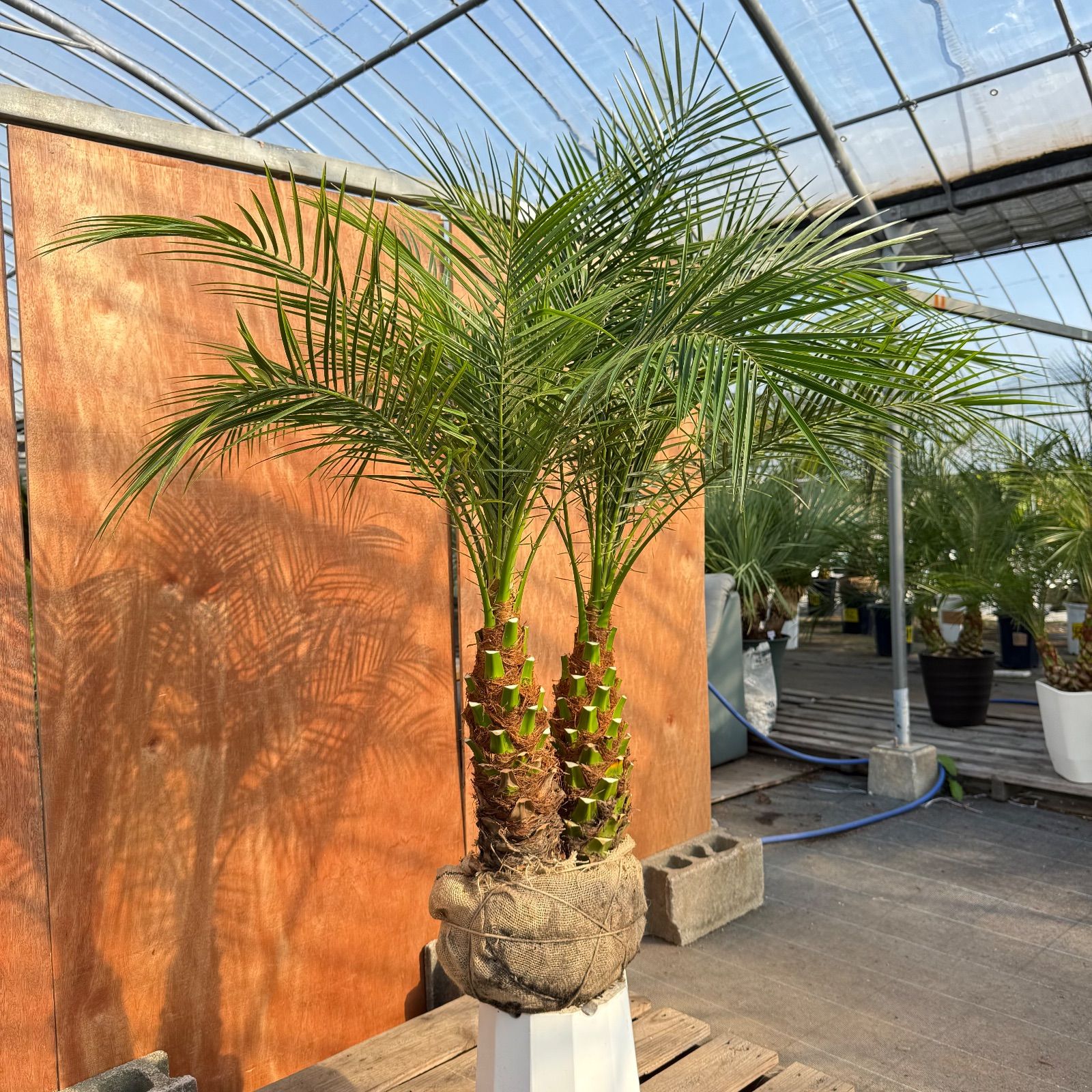 限定株】フェニックス・ロベレニー🌴 2本立ち 希少な極太幹✨ 葉先約