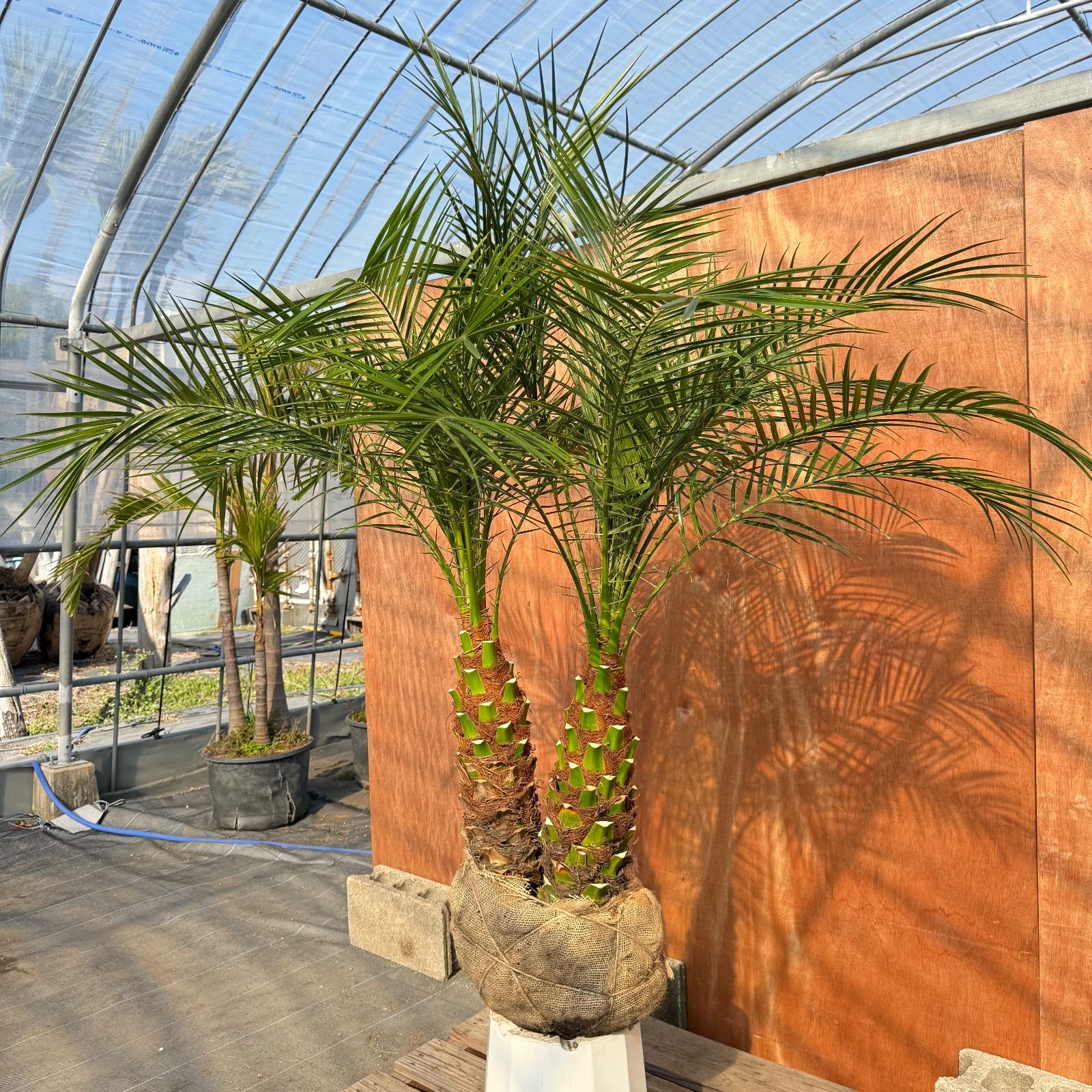 限定株】フェニックス・ロベレニー🌴 2本立ち 希少な極太幹✨ 葉先約