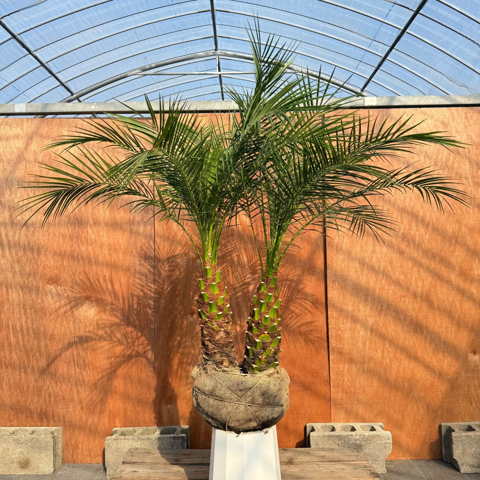 限定株】フェニックス・ロベレニー🌴 2本立ち 希少な極太幹✨ 葉先約