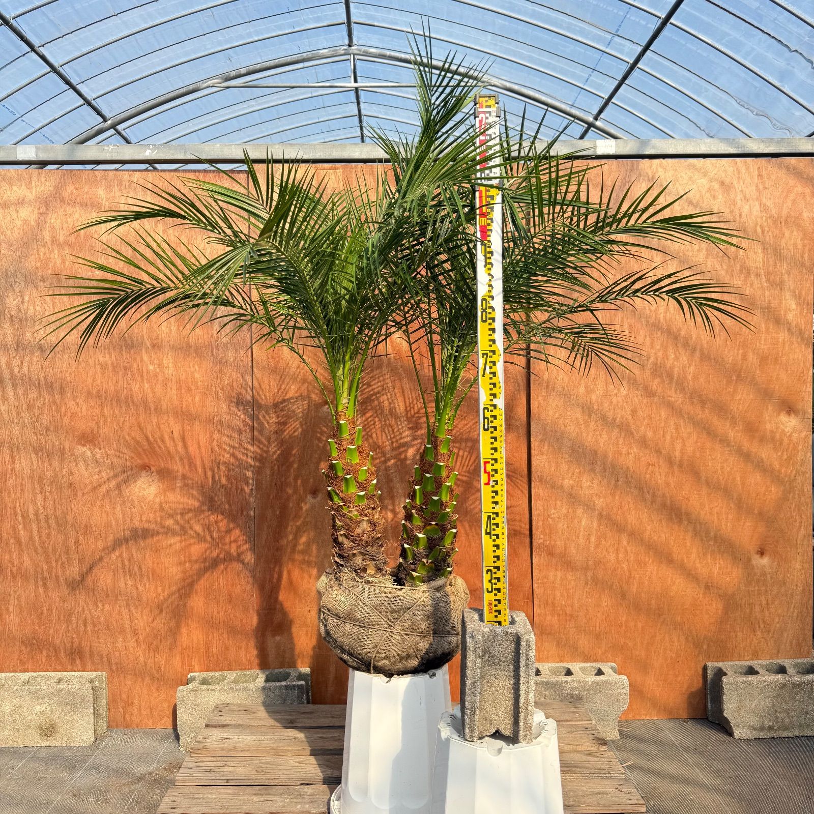 限定株】フェニックス・ロベレニー🌴 2本立ち 希少な極太幹✨ 葉先約