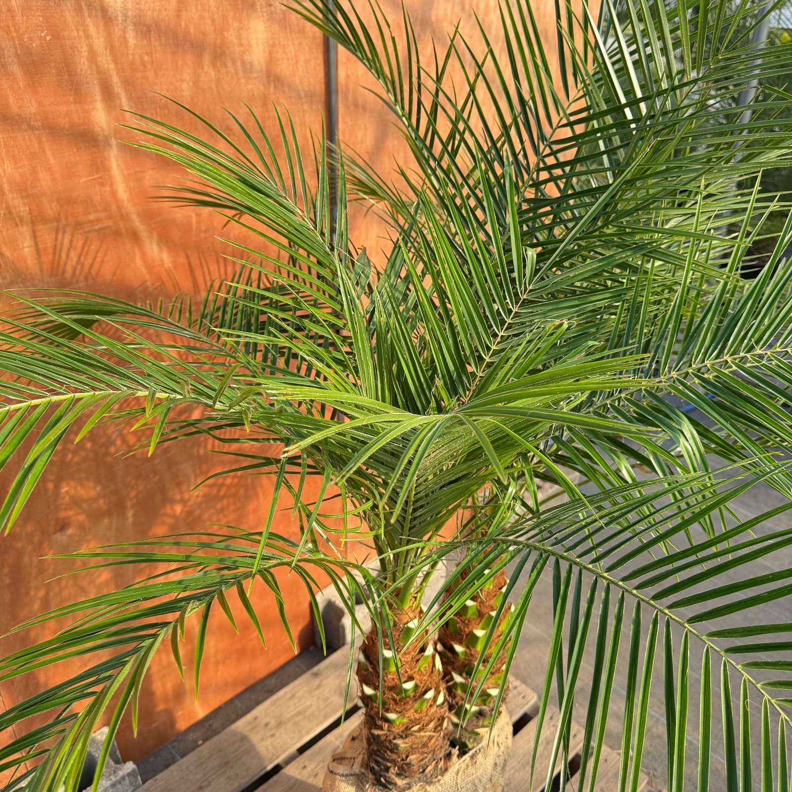 限定株】フェニックス・ロベレニー🌴 2本立ち 希少な極太幹✨ 葉先約