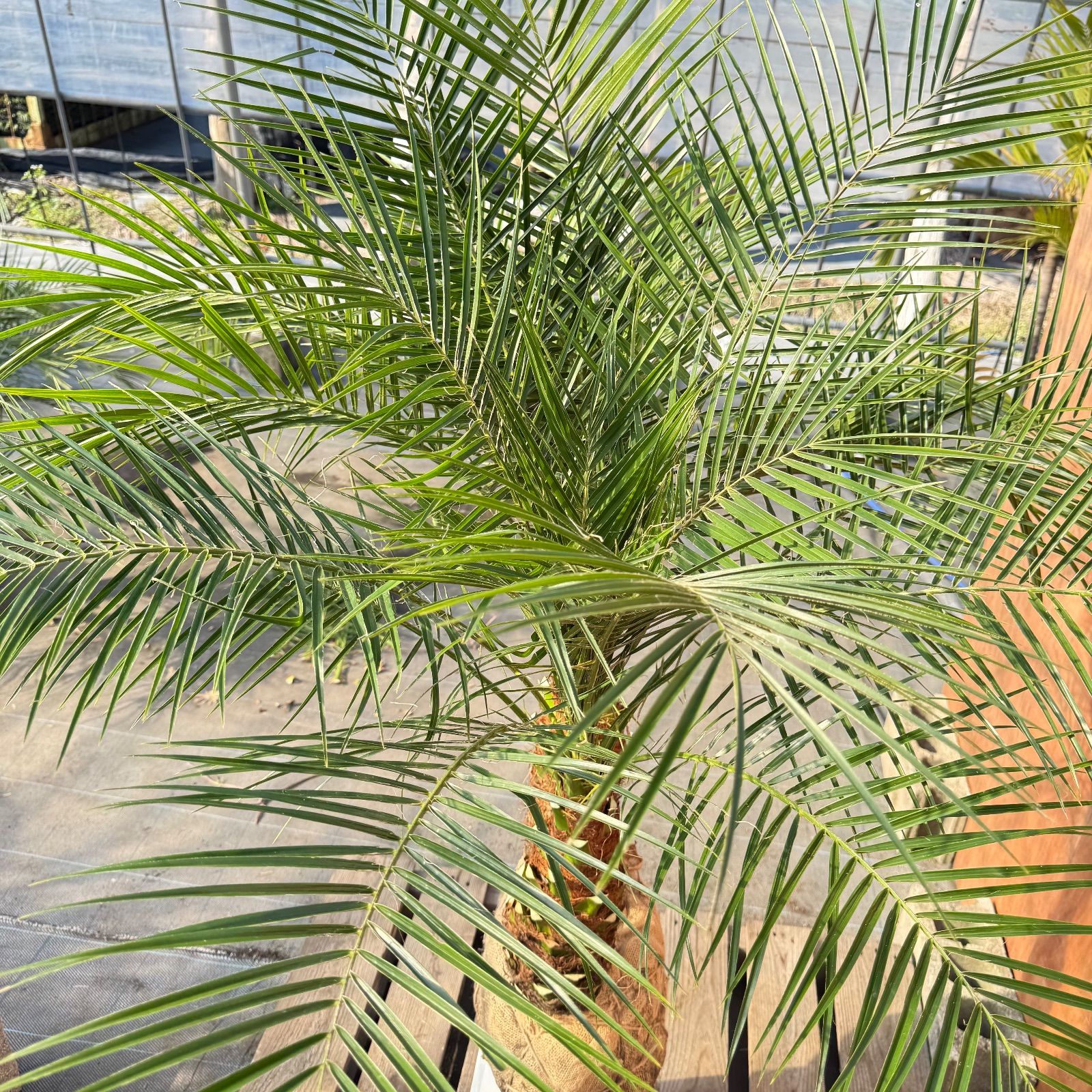 限定株】フェニックス・ロベレニー🌴 2本立ち 希少な極太幹✨ 葉先約