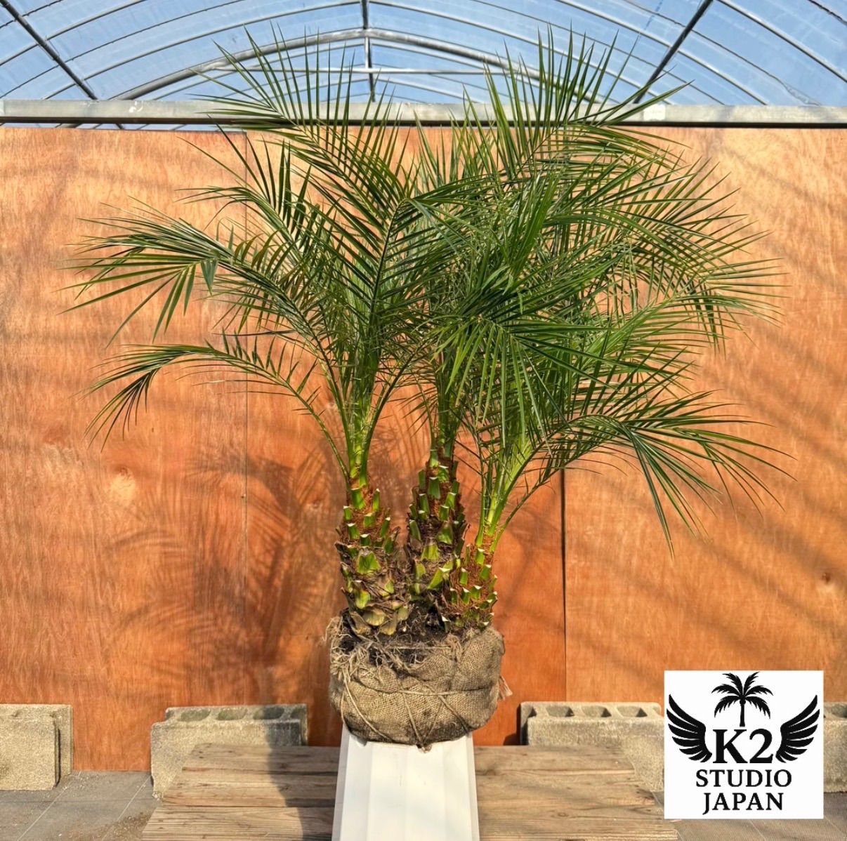 限定株】フェニックス・ロベレニー🌴 3本立ち 希少な極太幹✨ 葉先約