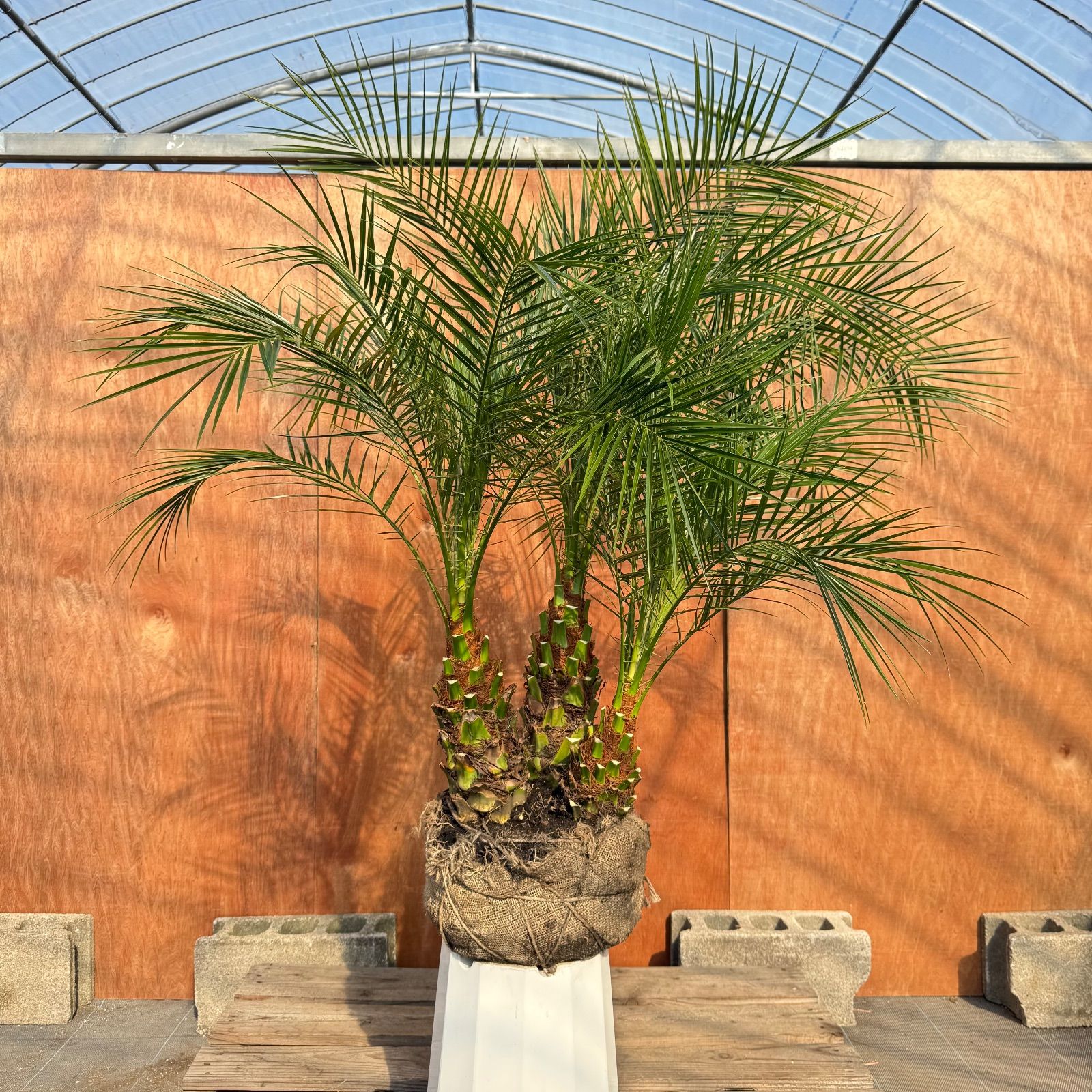 限定株】フェニックス・ロベレニー🌴 3本立ち 希少な極太幹✨ 葉先約