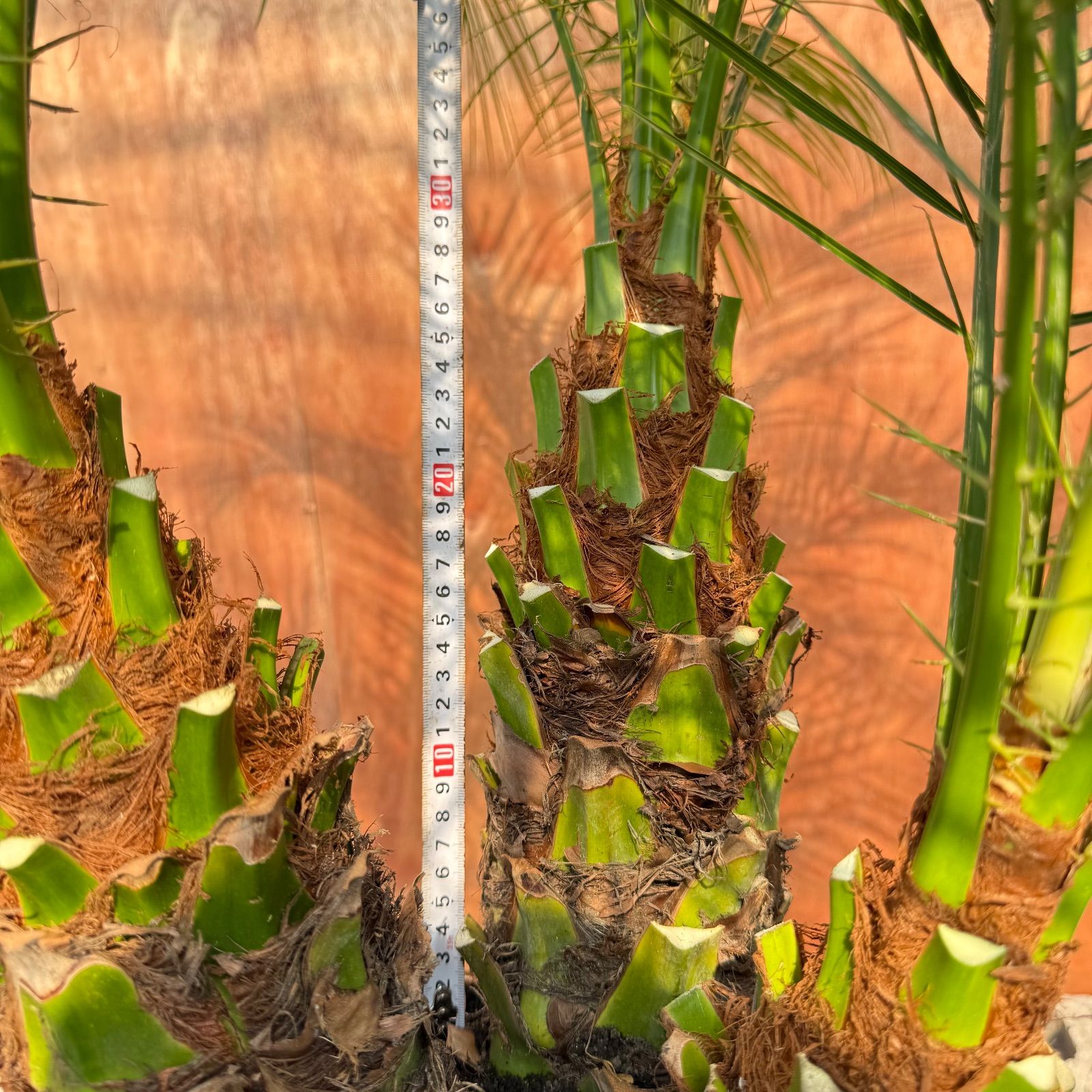 限定株】フェニックス・ロベレニー🌴 3本立ち 希少な極太幹✨ 葉先約