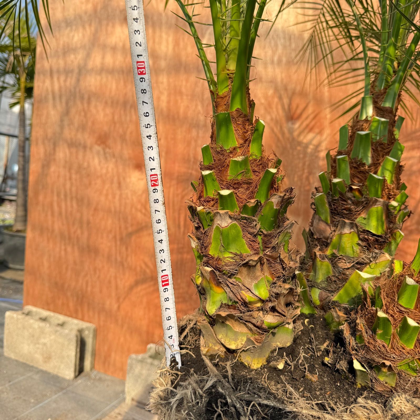 限定株】フェニックス・ロベレニー🌴 3本立ち 希少な極太幹✨ 葉先約