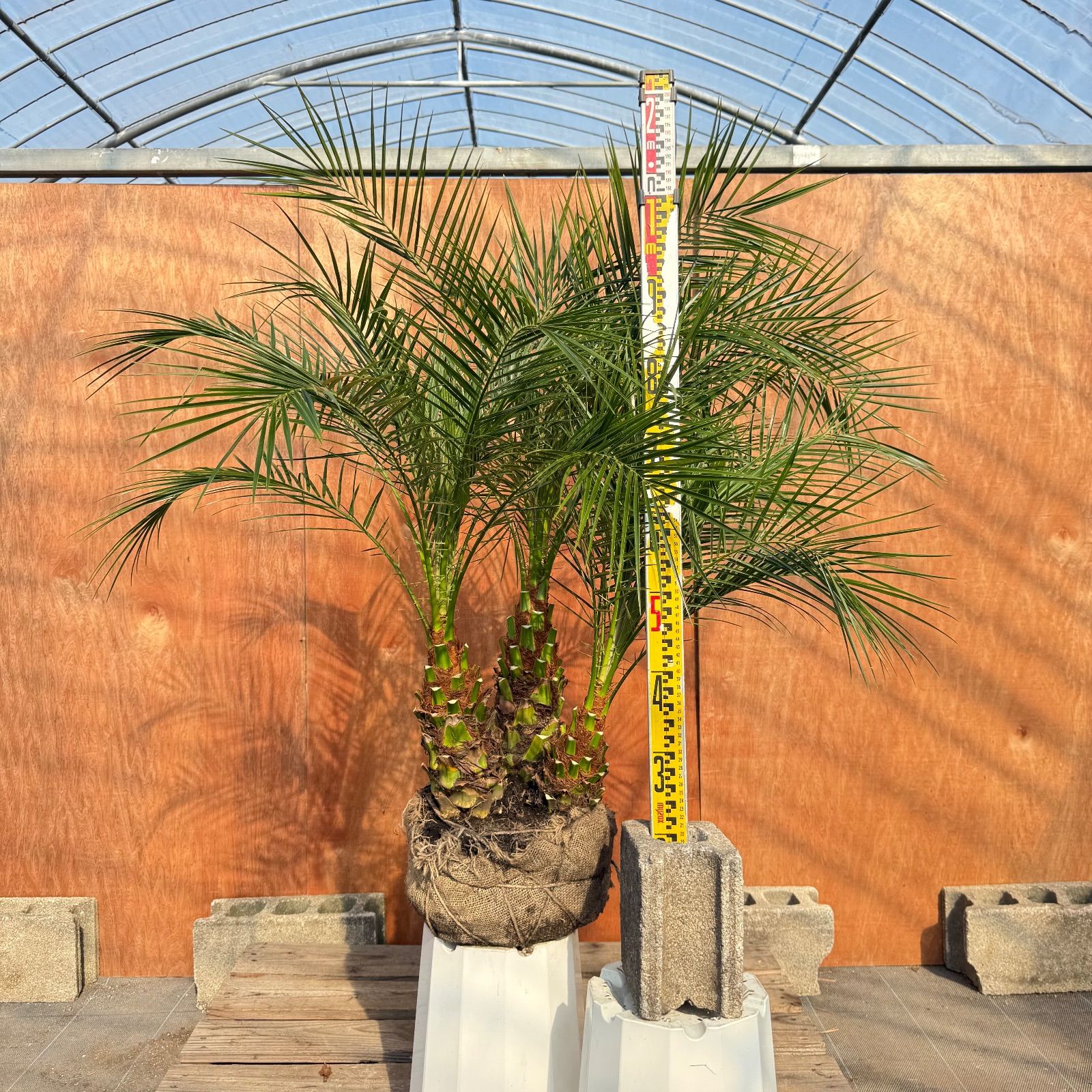 限定株】フェニックス・ロベレニー🌴 3本立ち 希少な極太幹✨ 葉先約