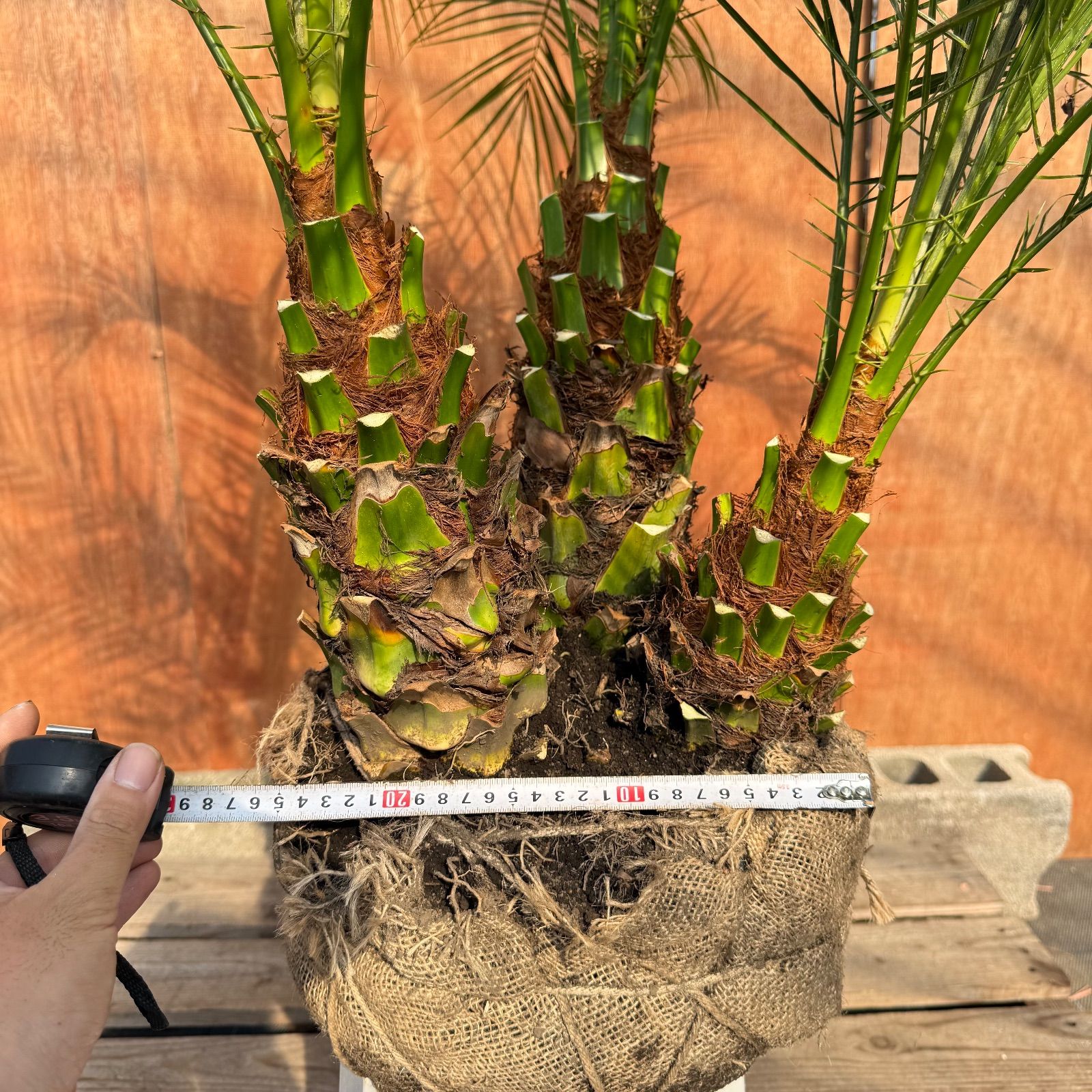 限定株】フェニックス・ロベレニー🌴 3本立ち 希少な極太幹✨ 葉先約