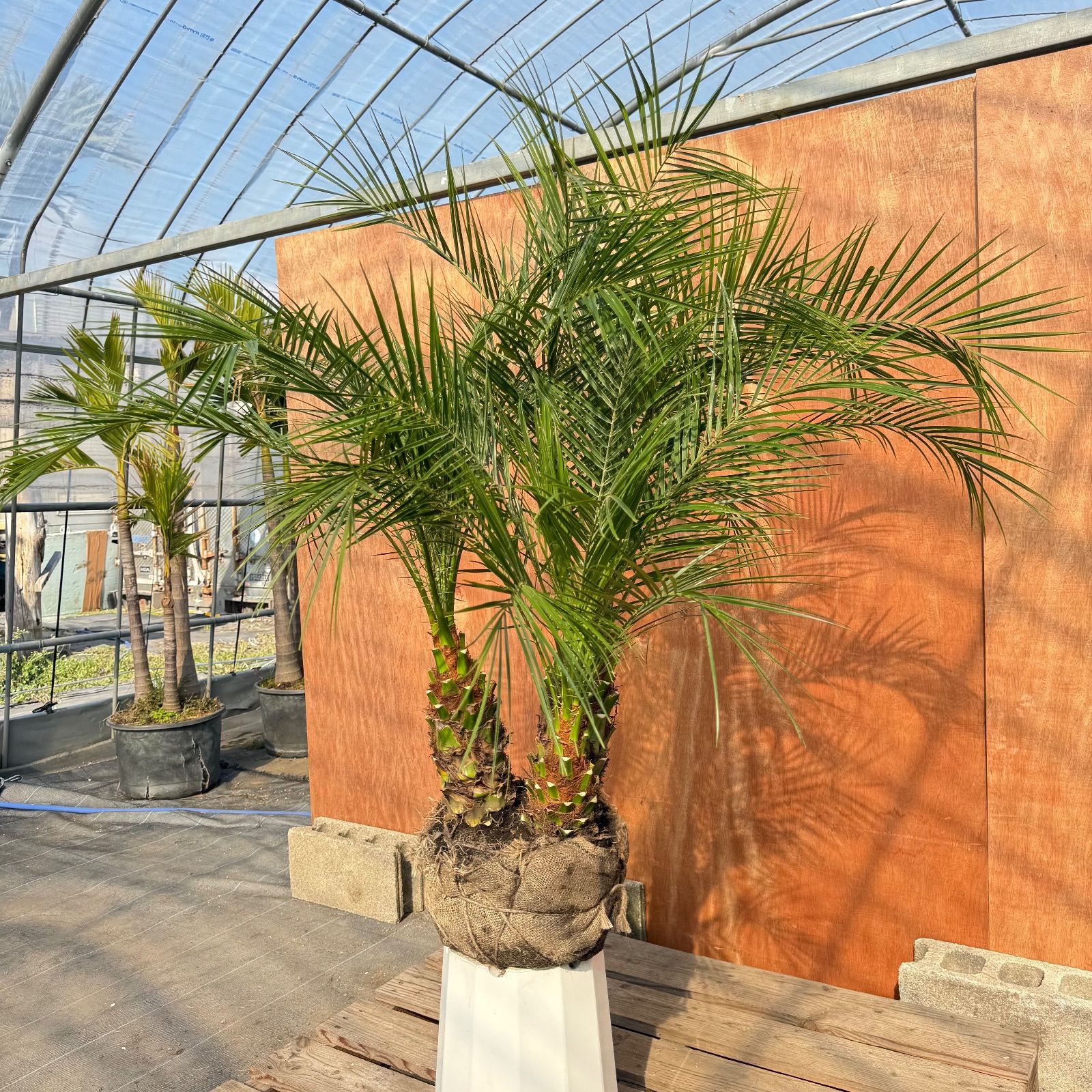 限定株】フェニックス・ロベレニー🌴 3本立ち 希少な極太幹✨ 葉先約