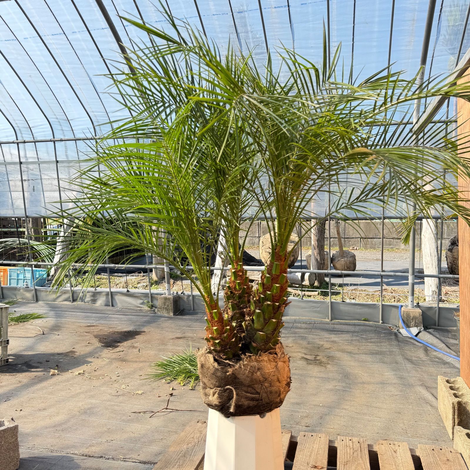 限定株】フェニックス・ロベレニー🌴 3本立ち 希少な極太幹✨ 葉先約