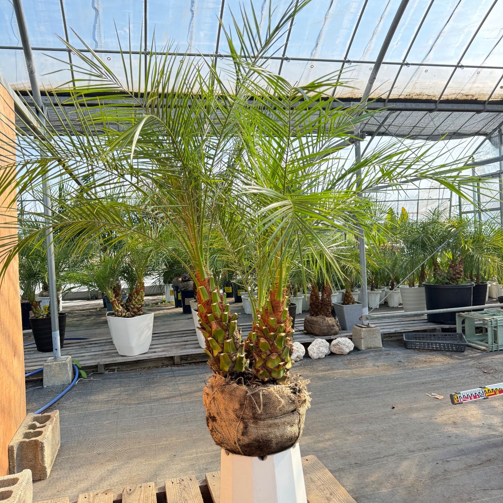 限定株】フェニックス・ロベレニー🌴 3本立ち 希少な極太幹✨ 葉先約