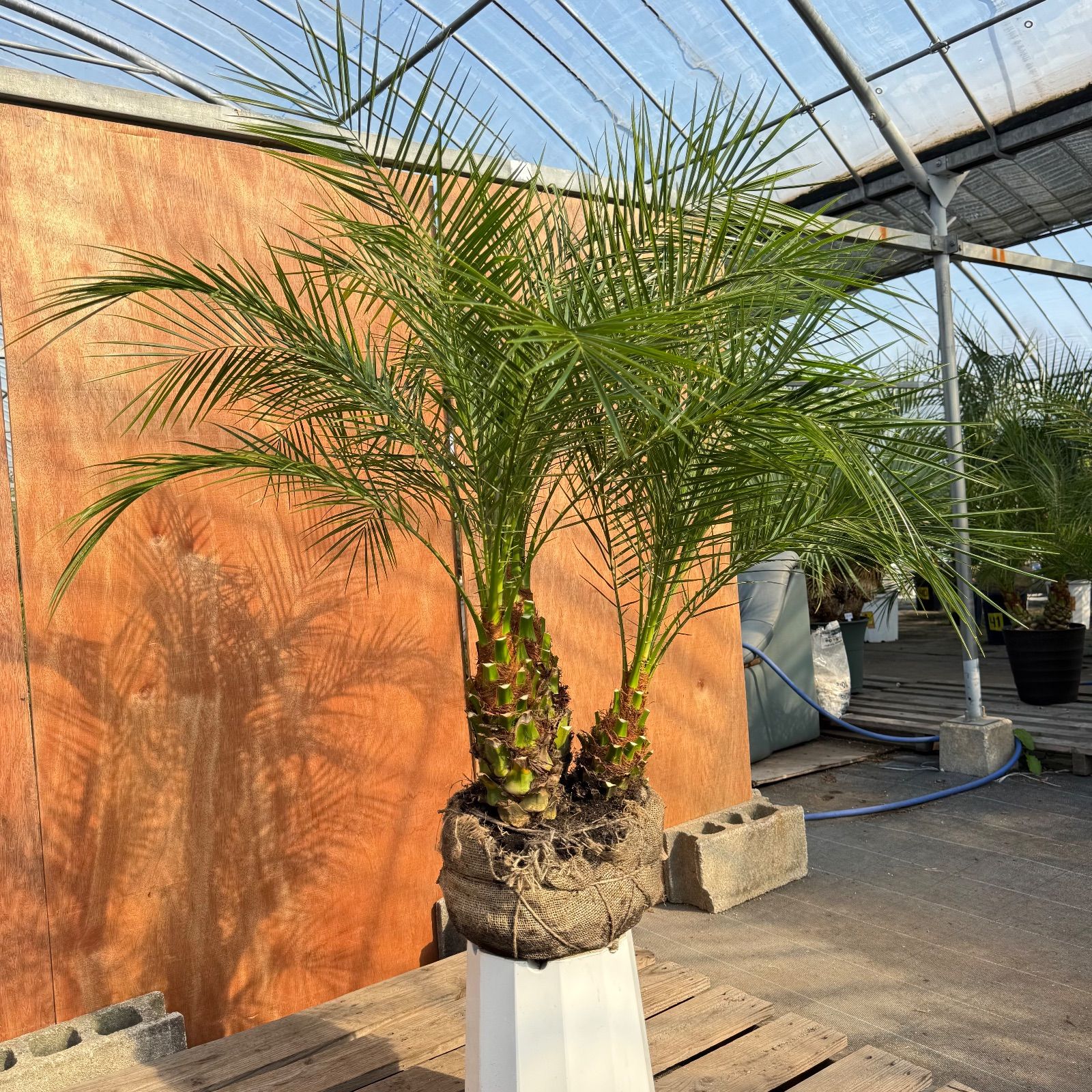 限定株】フェニックス・ロベレニー🌴 3本立ち 希少な極太幹✨ 葉先約