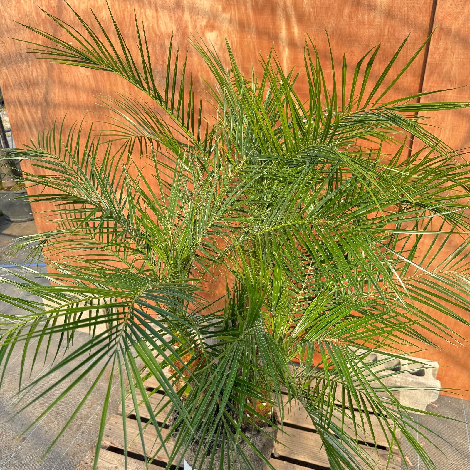 限定株】フェニックス・ロベレニー🌴 3本立ち 希少な極太幹✨ 葉先約