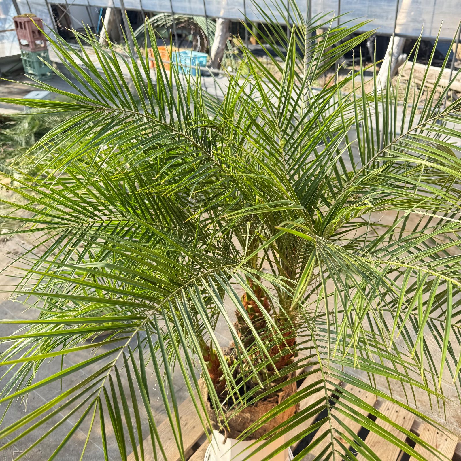 限定株】フェニックス・ロベレニー🌴 3本立ち 希少な極太幹✨ 葉先約