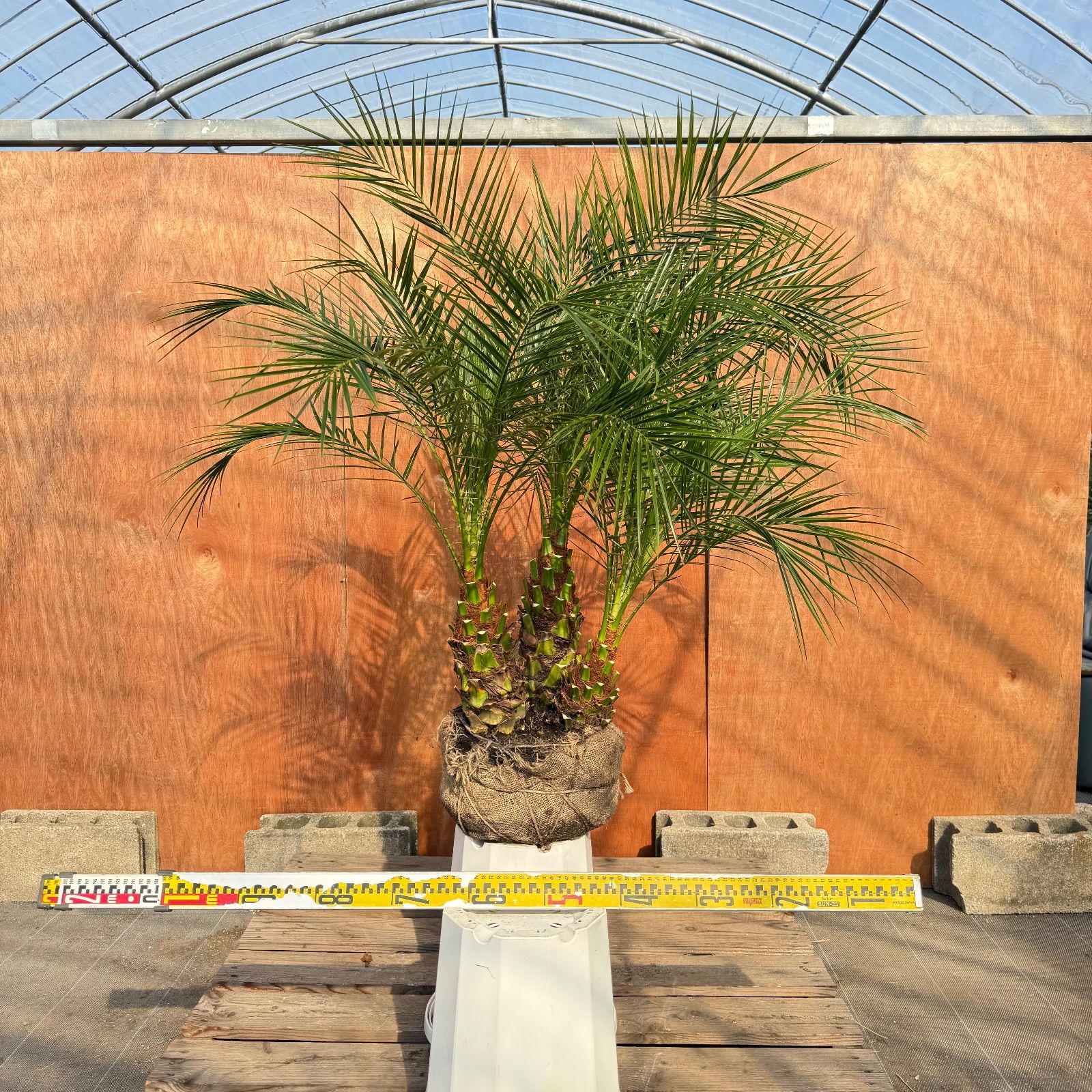 限定株】フェニックス・ロベレニー🌴 3本立ち 希少な極太幹✨ 葉先約