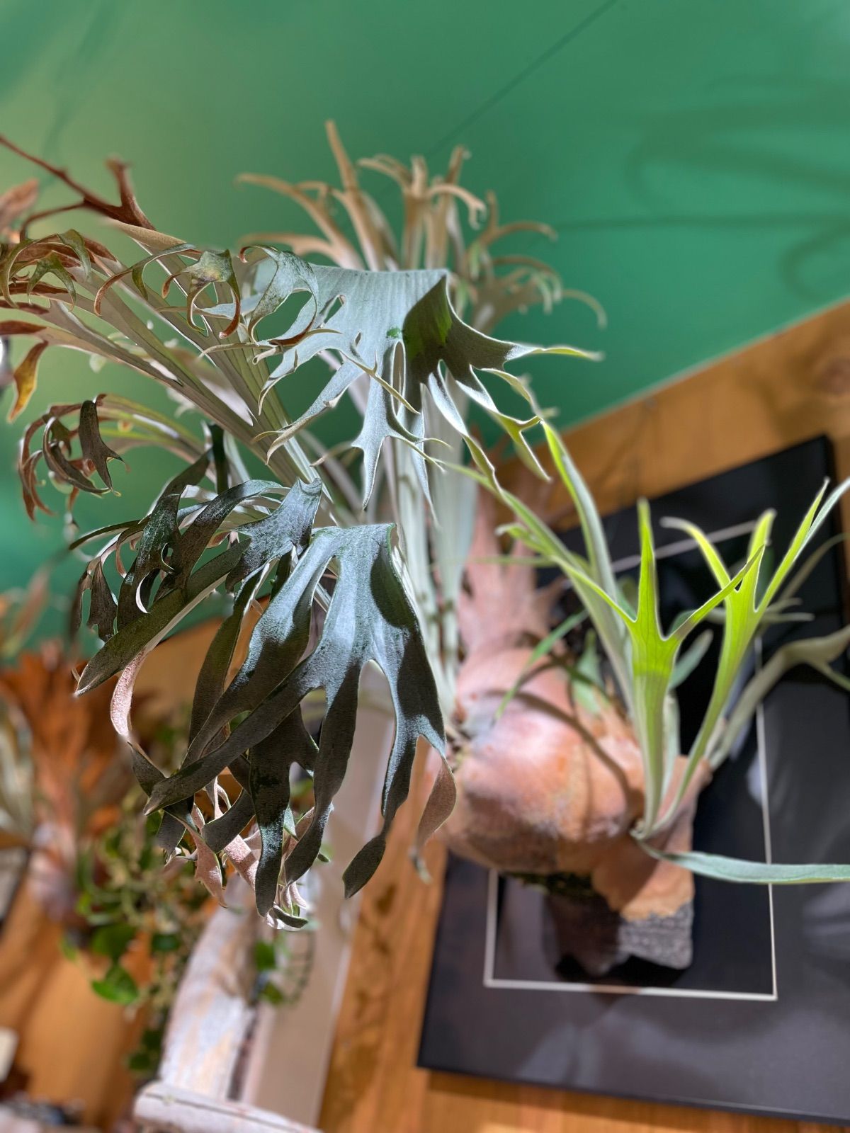 ビカクシダ ライディーン 雷電 P.Rydeen - メルカリ