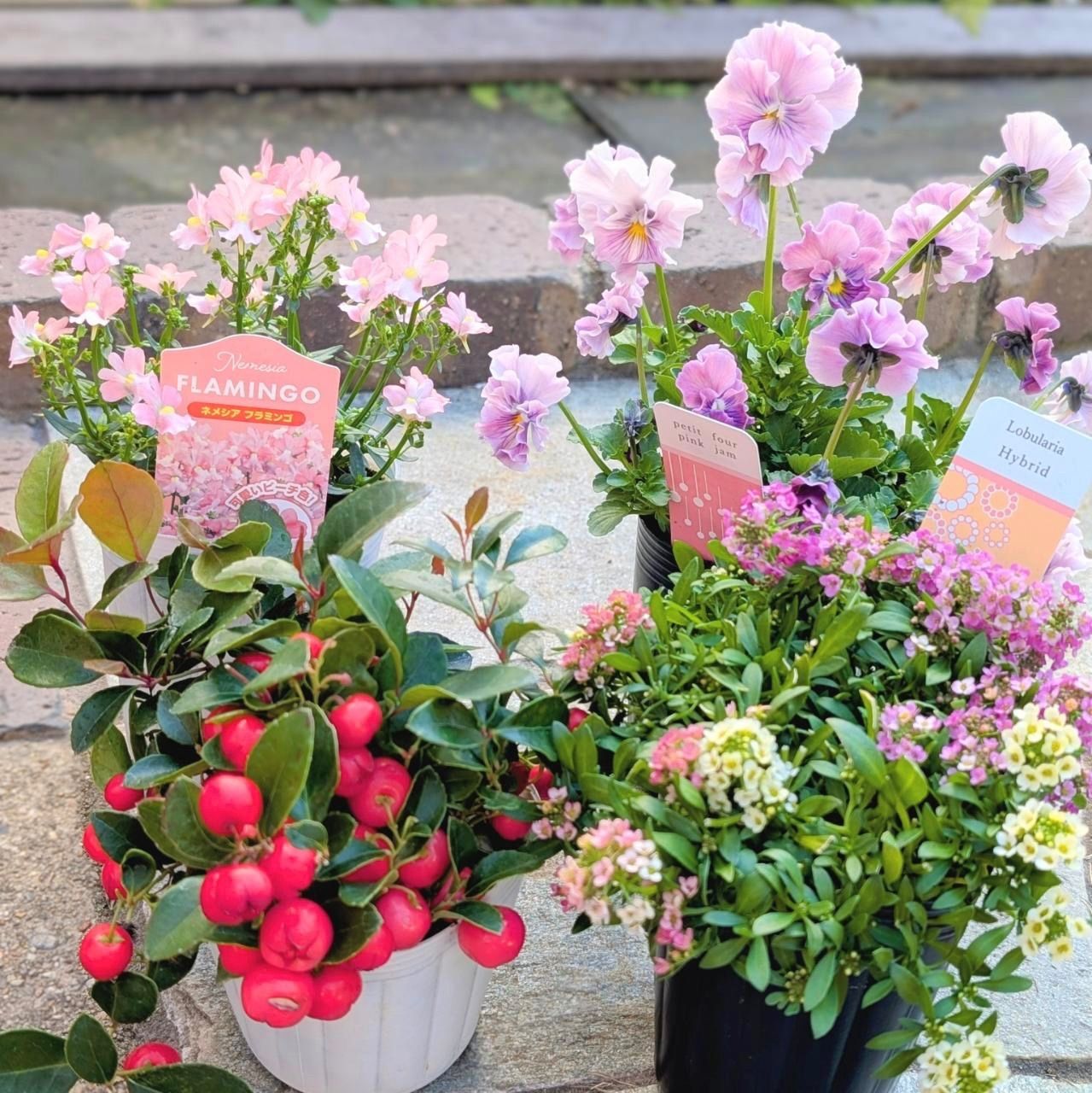 華やかな寄せ植えセット 花 苗 送料込み プティフール ビオラ