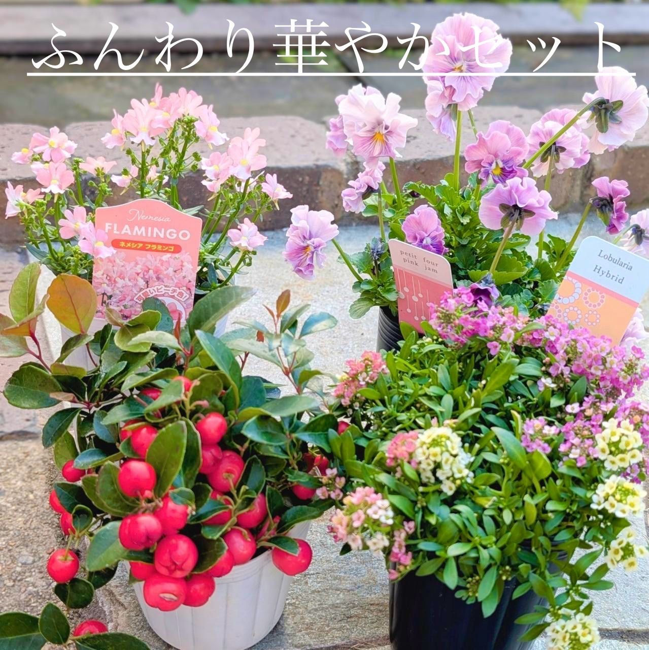 寄せ植え フワリ様専用ページ プティフール プチフルール ネット