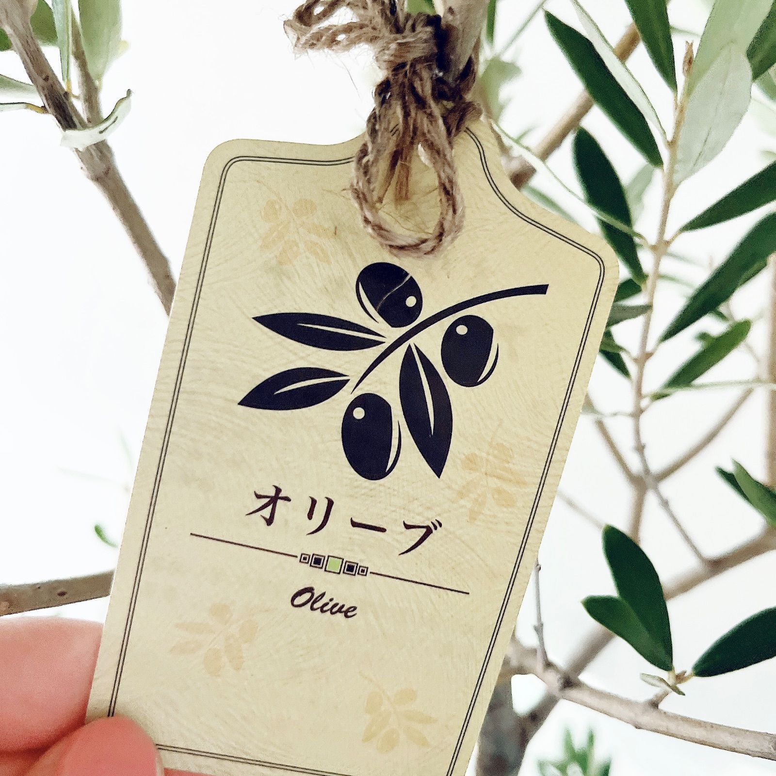 耐寒強 オリーブ アルベキナ アルベキーナ Lサイズ 観葉植物 calm cafe