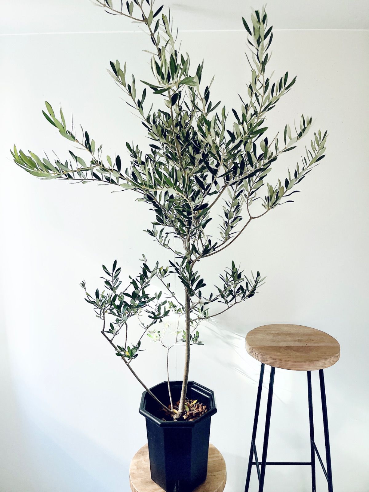 耐寒強 オリーブ アルベキナ アルベキーナ Lサイズ 観葉植物 calm cafe