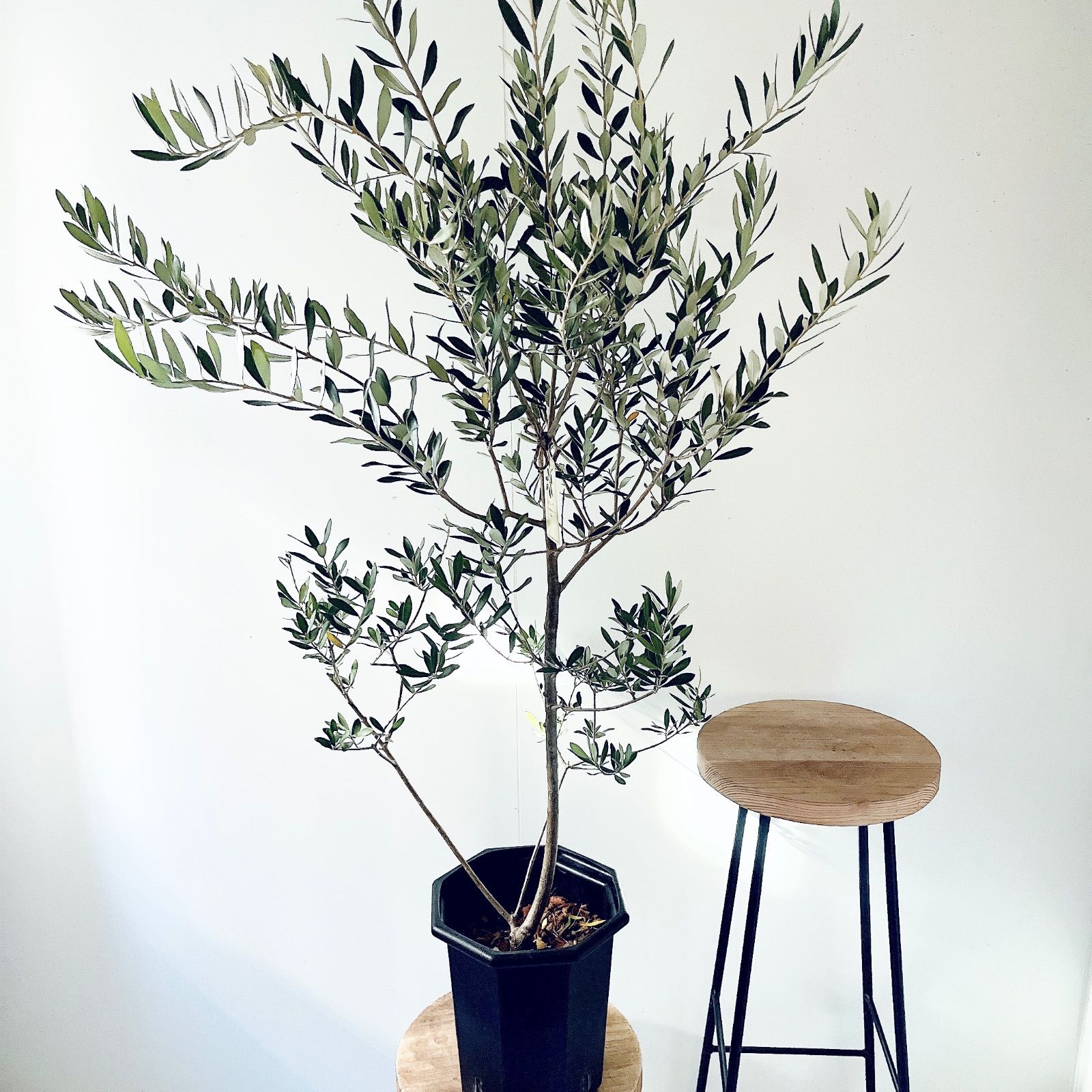 美しい樹形 オリーブ アルベキーナ 観葉植物 calm cafe 大型 室内 耐寒強 オリーブ アルベキナ アルベキーナ Lサイズ 観葉植物 calm cafe