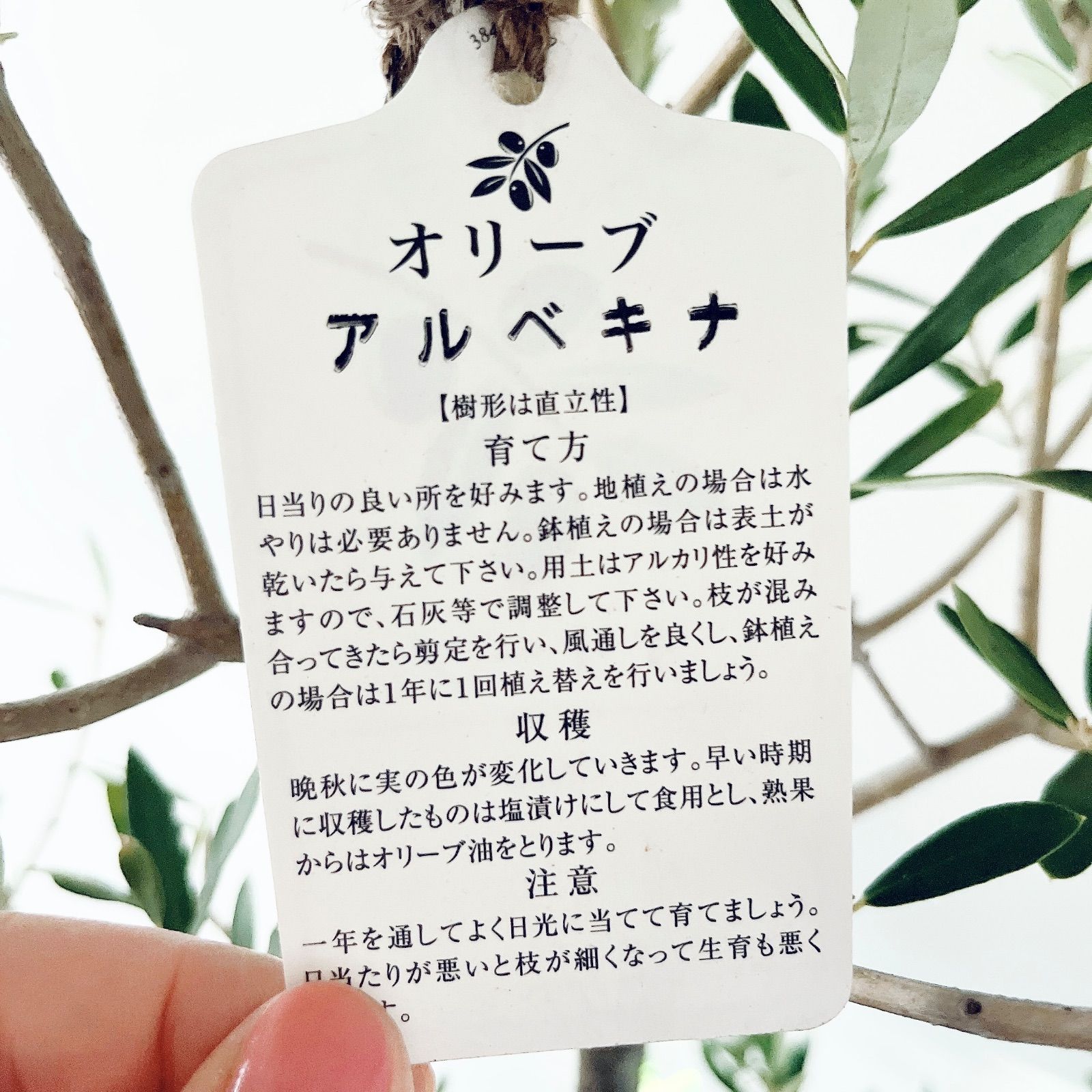 耐寒強 オリーブ アルベキナ アルベキーナ Lサイズ 観葉植物 calm cafe