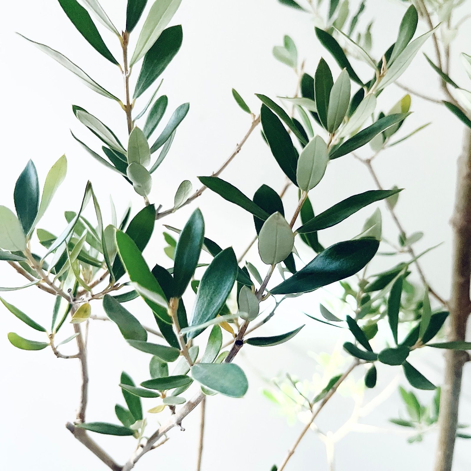 耐寒強 オリーブ アルベキナ アルベキーナ Lサイズ 観葉植物 calm cafe