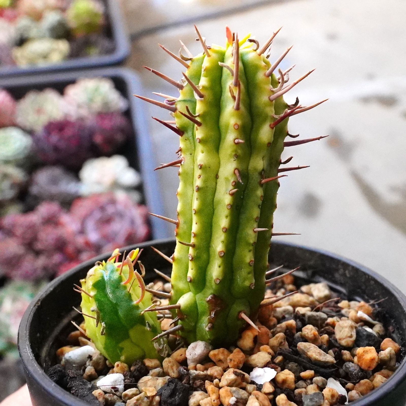 紅彩閣錦 】ユーフォルビア 斑入り エノプラ 2.5号鉢 - メルカリ