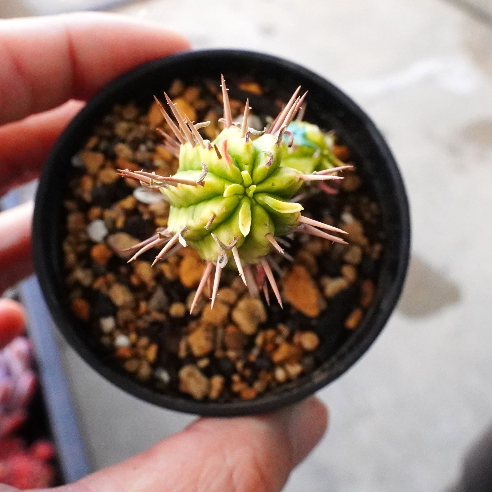 紅彩閣錦 】ユーフォルビア 斑入り エノプラ 2.5号鉢 - メルカリ