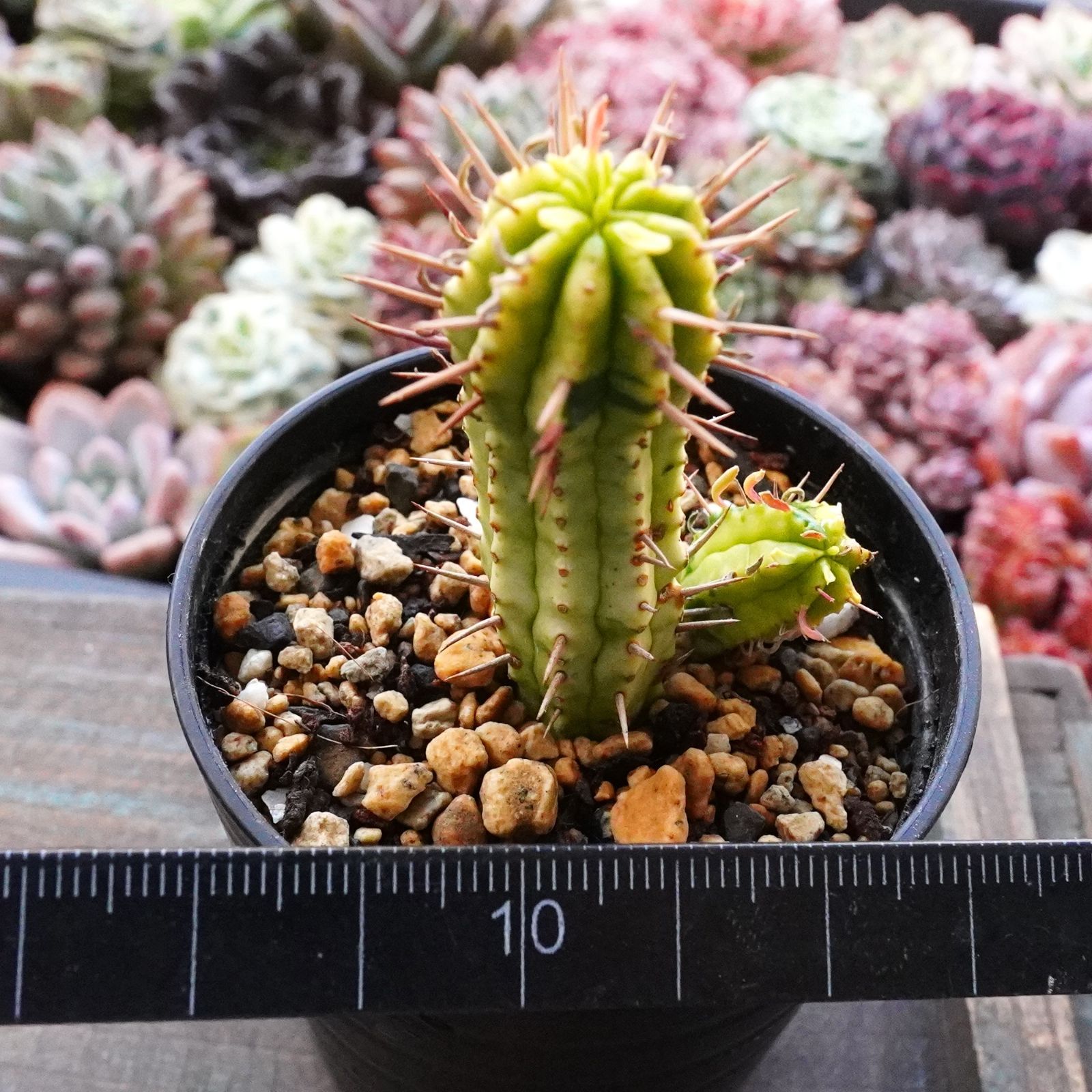 紅彩閣錦 】ユーフォルビア 斑入り エノプラ 2.5号鉢 - メルカリ