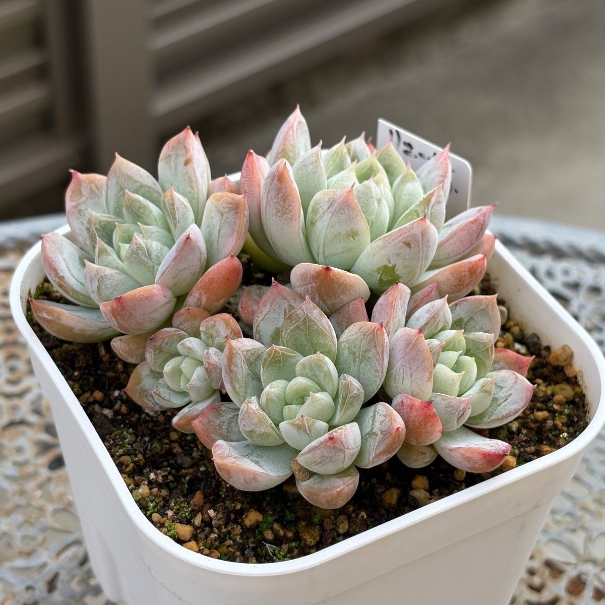 多肉　エルサ　③　抜き苗 多肉植物 ☘️ エルサ いっぱい 抜き苗 - メルカリ