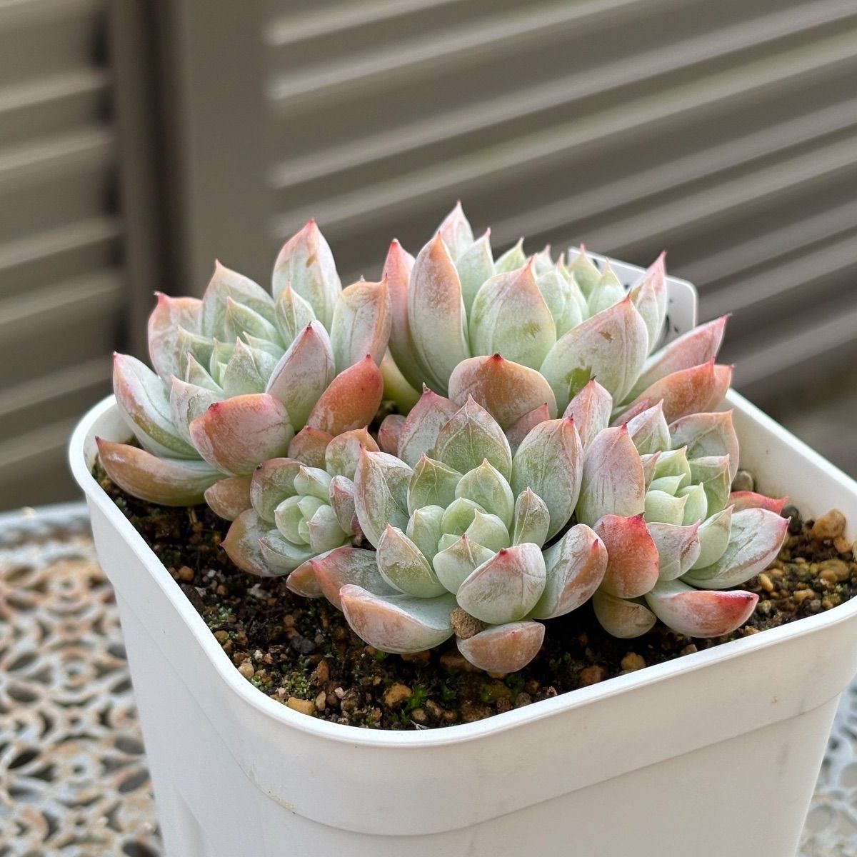 多肉　エルサ　③　抜き苗 多肉植物 ☘️ エルサ いっぱい 抜き苗 - メルカリ