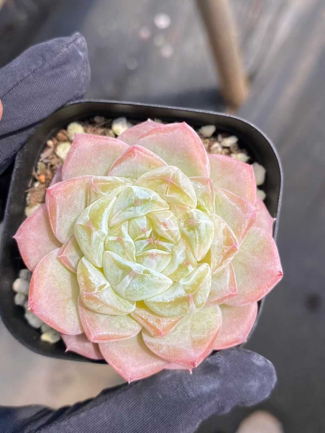 50株の抜き苗セット ピンクラブリー 多肉植物 佐川急便発送 エケベリア 韓国苗 MY 806