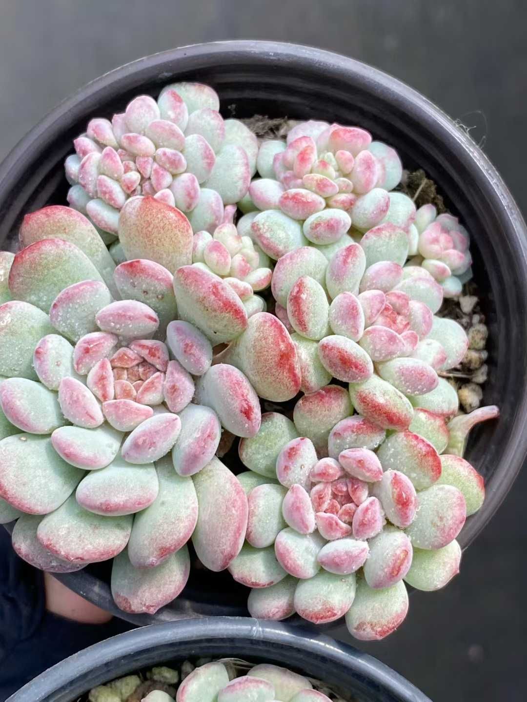 24株の抜き苗セット 萌え豆 多肉植物 佐川急便発送 エケベリア 韓国苗 MY 807