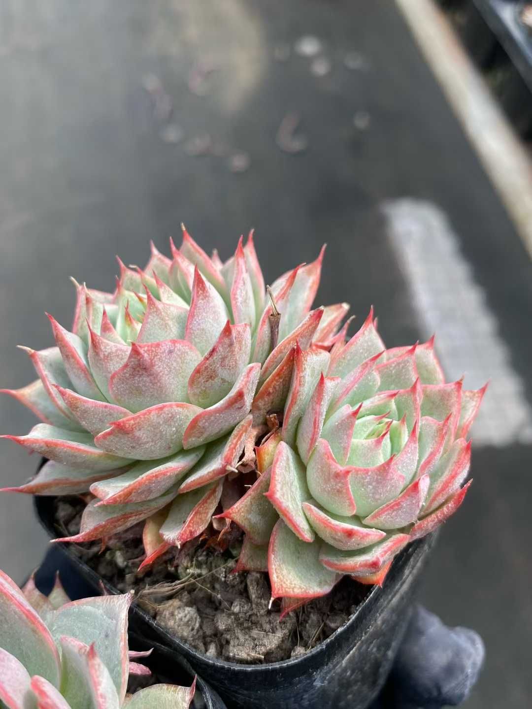 和*肉様 U609　リンゼアナ（多頭）　抜き苗　16株　多肉 エケベリア 韓国苗 50株の抜き苗セット】リンゼアナ 多肉植物 佐川急便発送 エケベリア